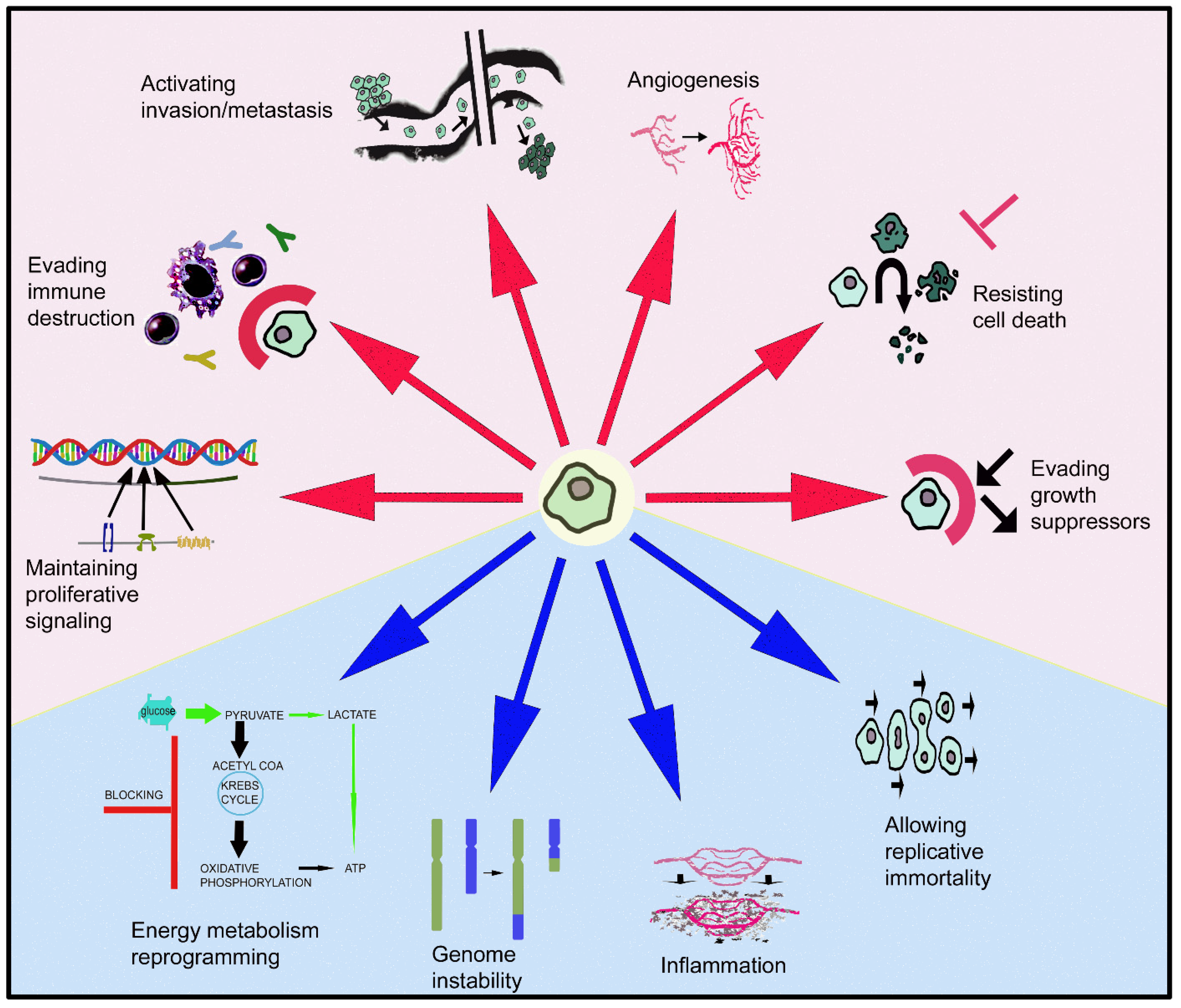 Cancers 14 03755 g001