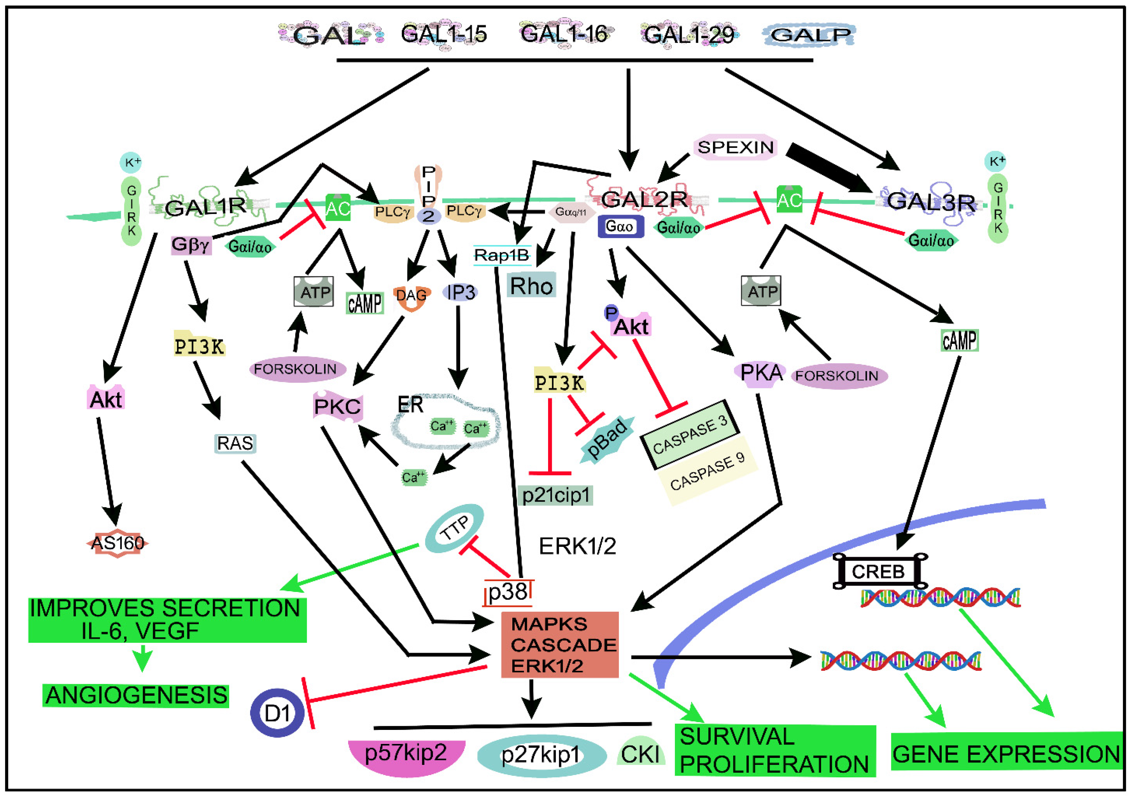 Cancers 14 03755 g004