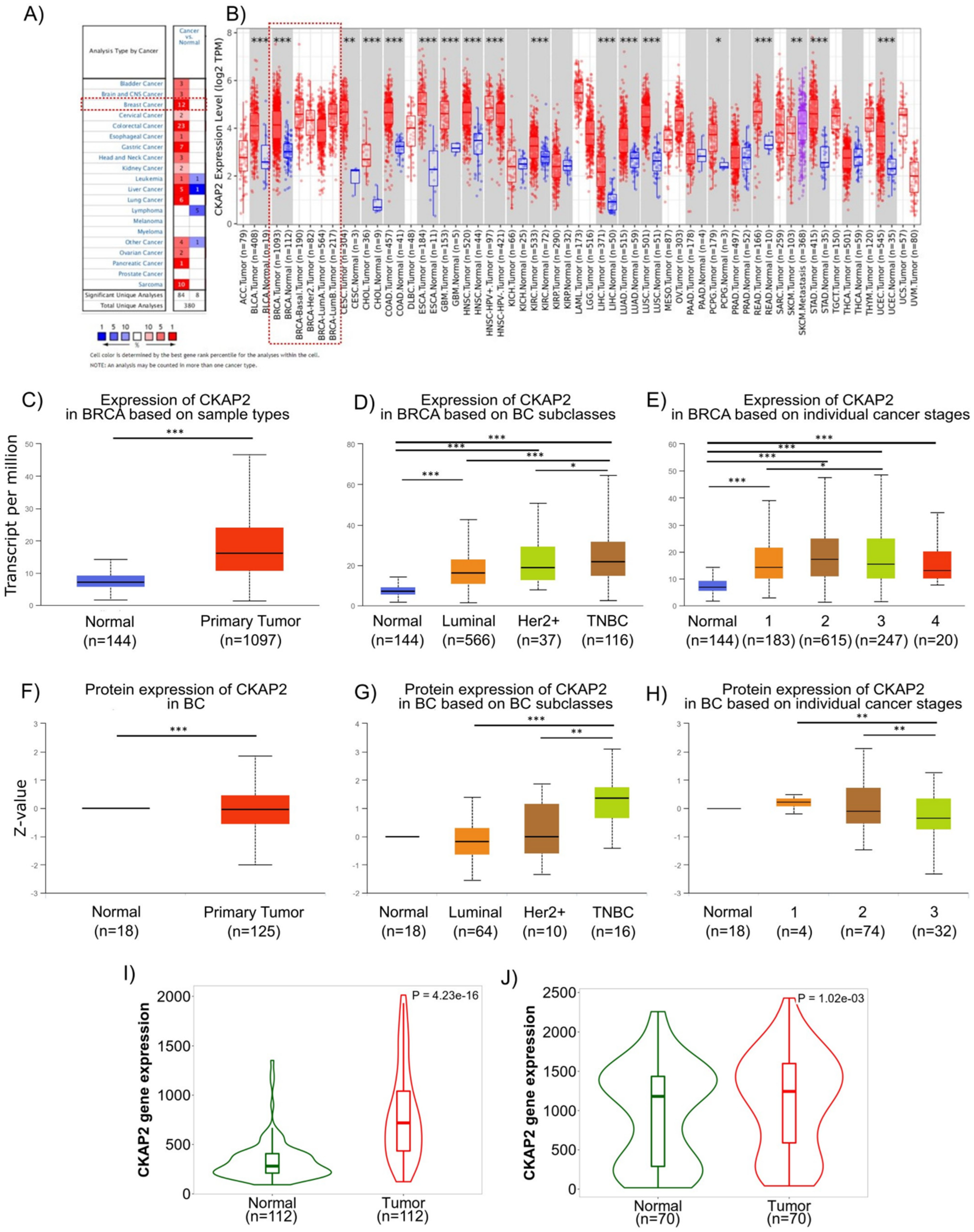Cancers | Free Full-Text | Knockdown of CKAP2 Inhibits 