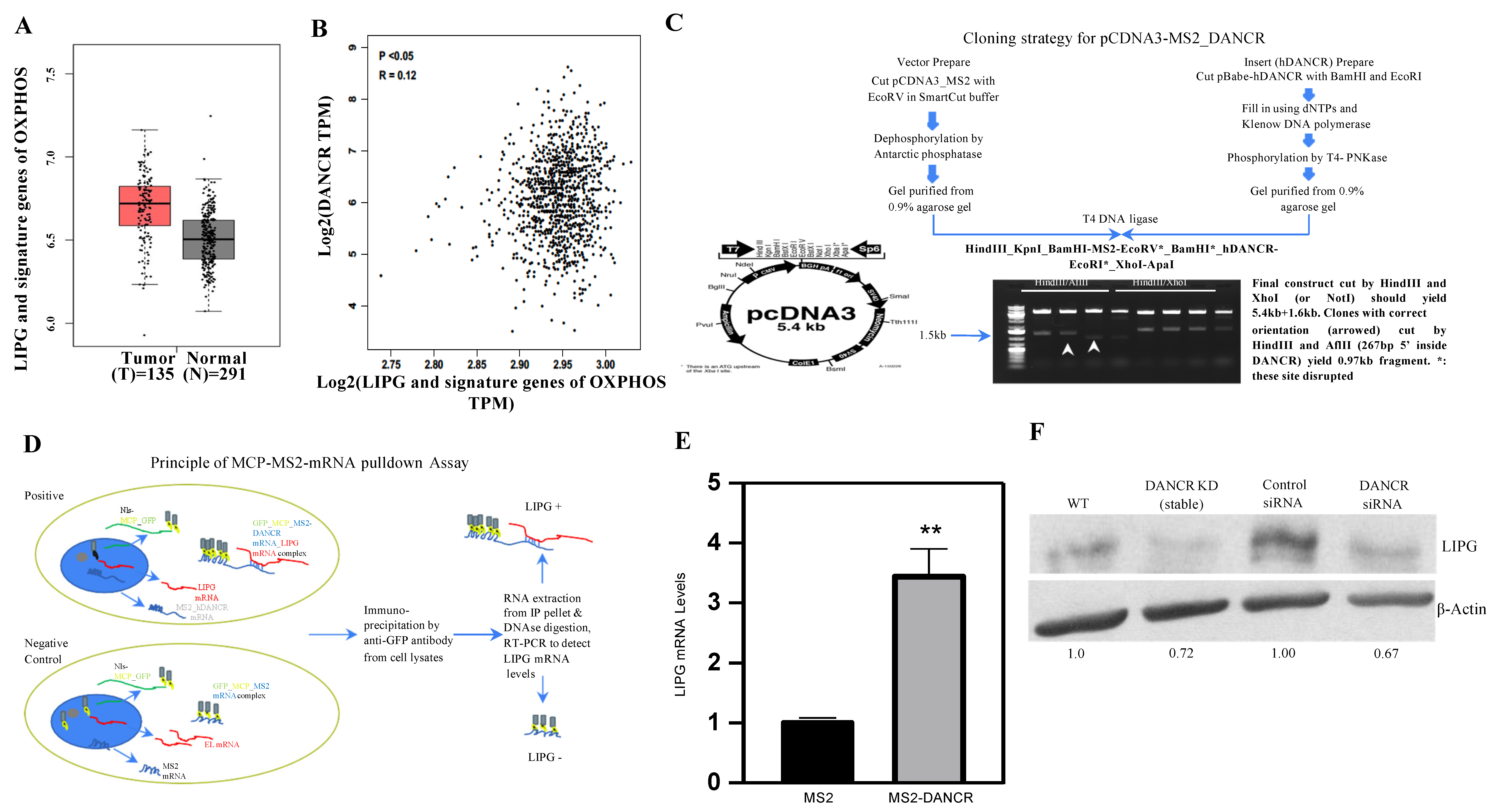 Cancers 14 03763 g001 550