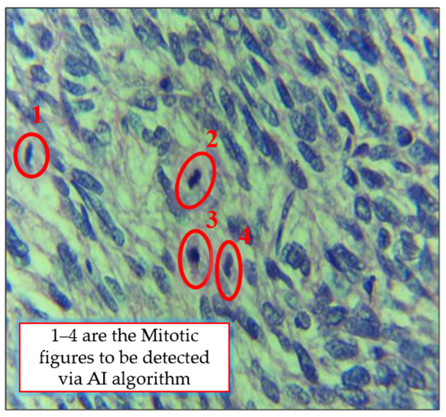 Cancers 14 03785 g001