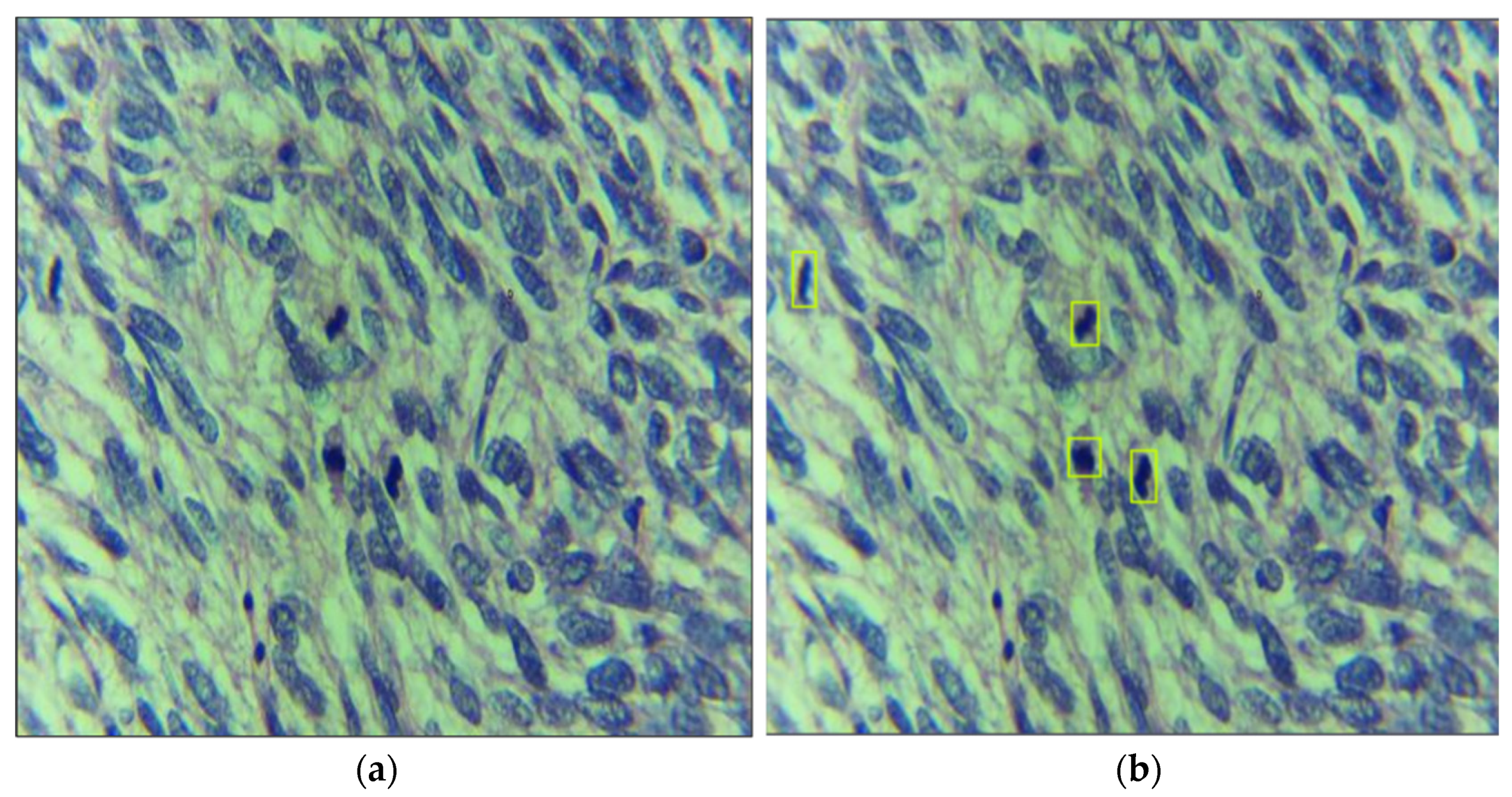 Cancers 14 03785 g003