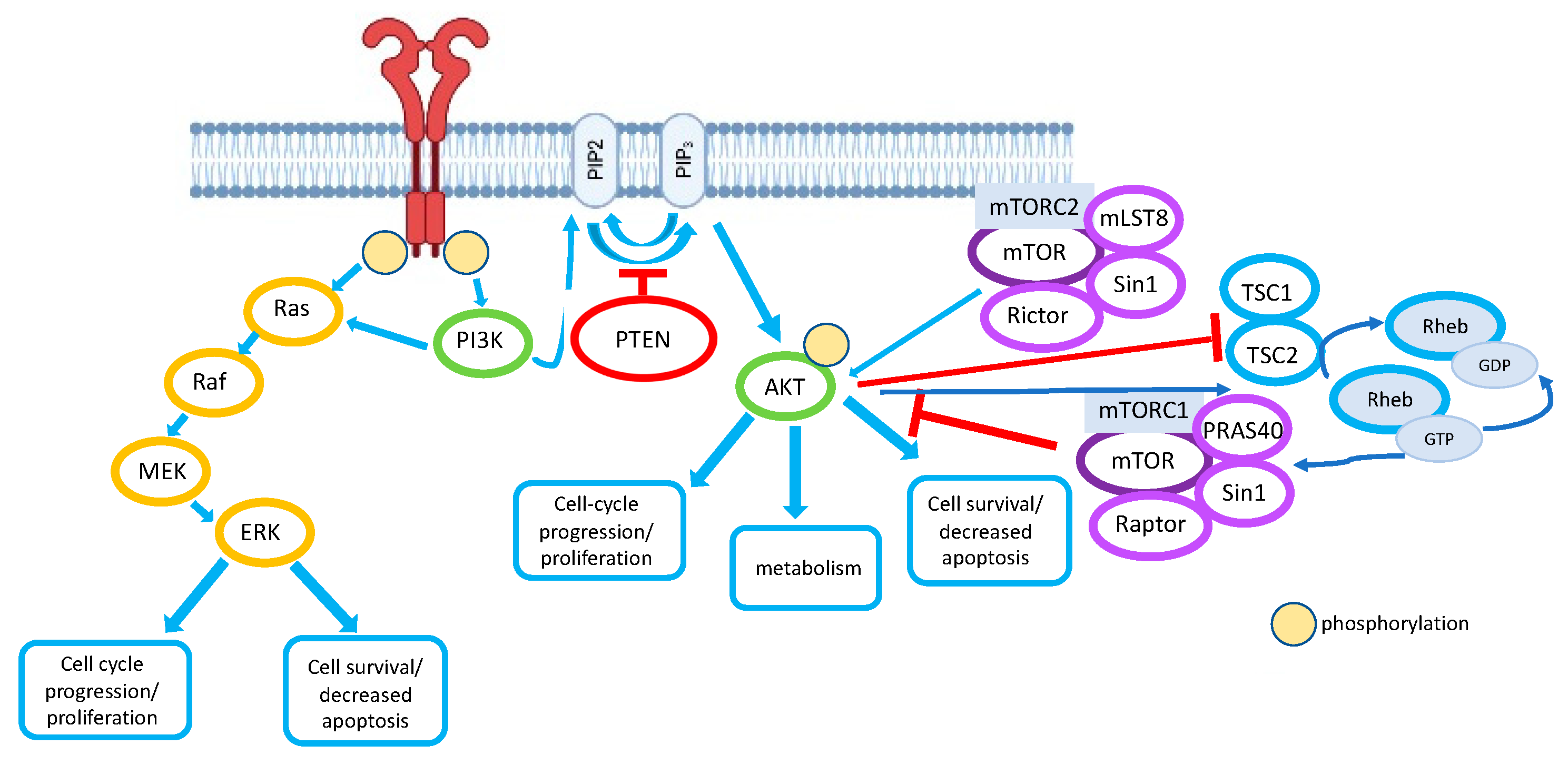 Cancers 14 03786 g001
