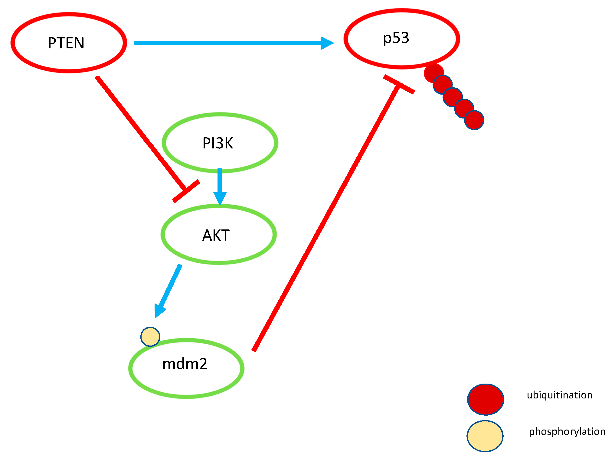 Cancers 14 03786 g002