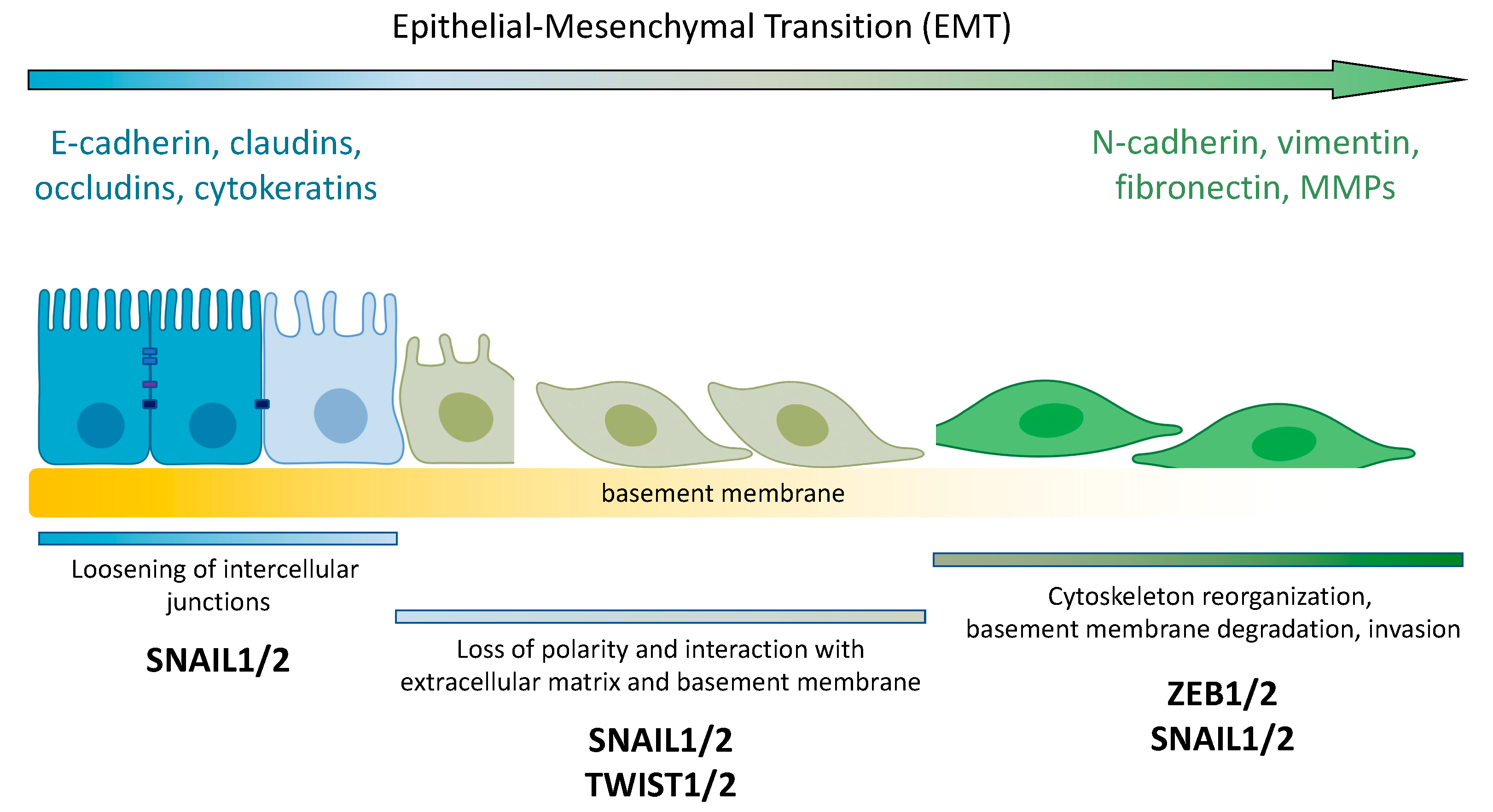 Cancers 14 03786 g003