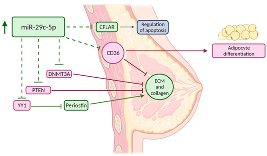 Elevated miR-29c-5p Expression in Nipple Aspirate Fluid Is