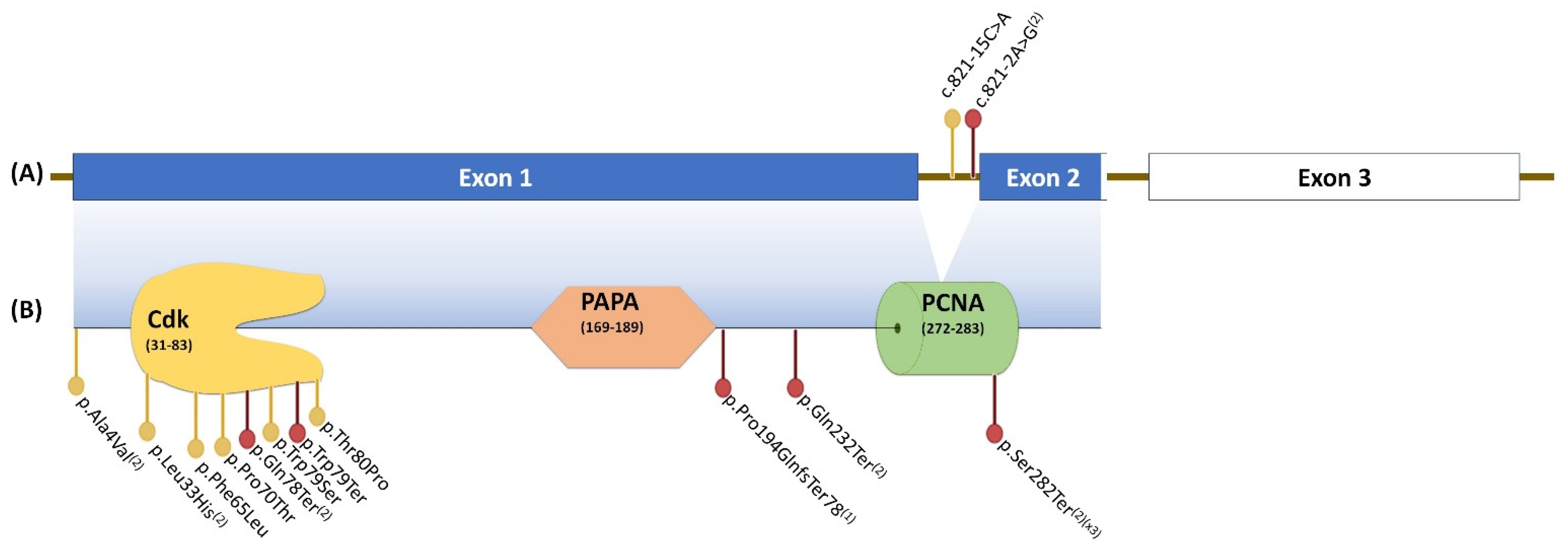 Cancers 14 03807 g001 550