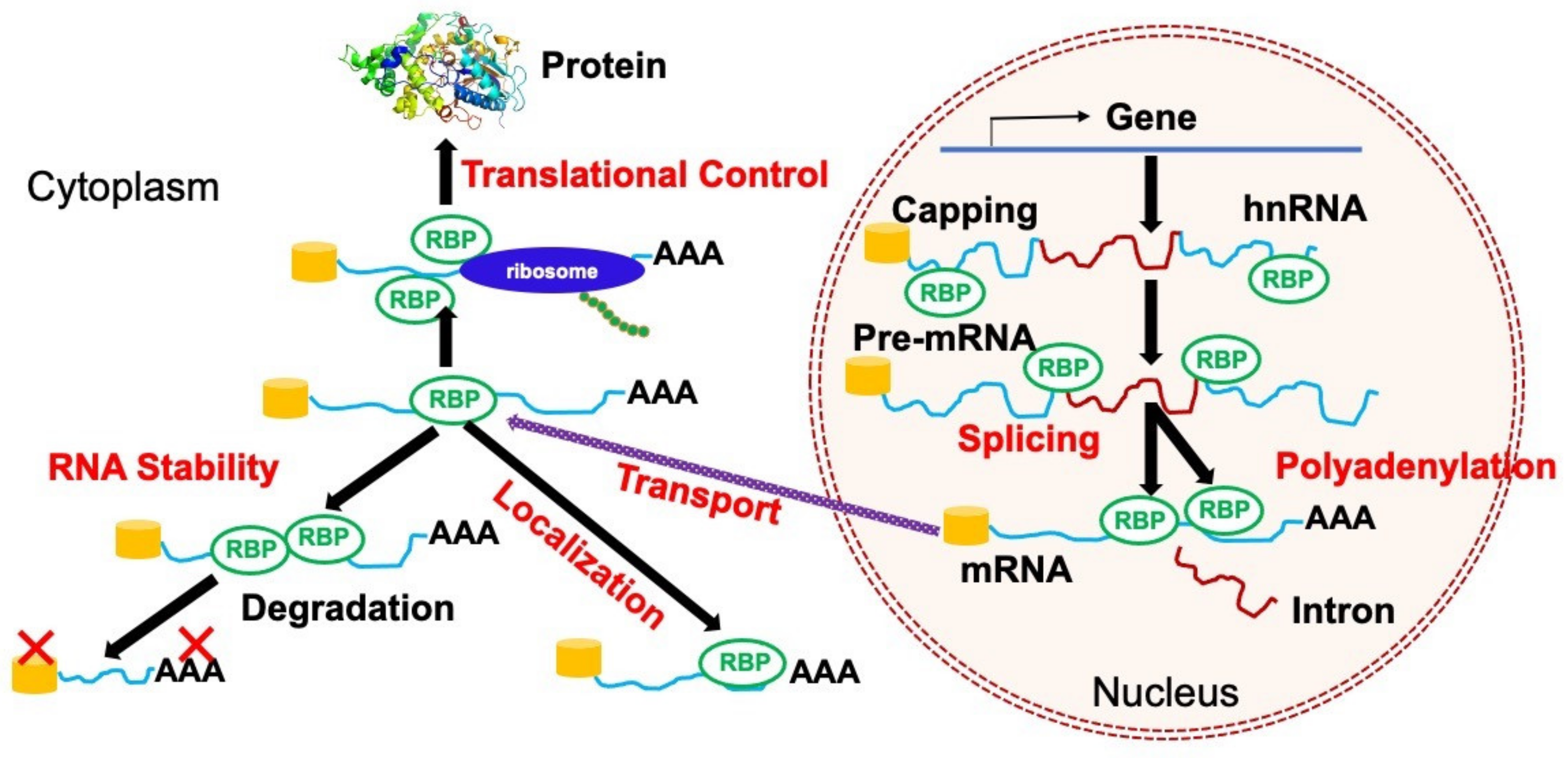 Cancers 14 03812 g001