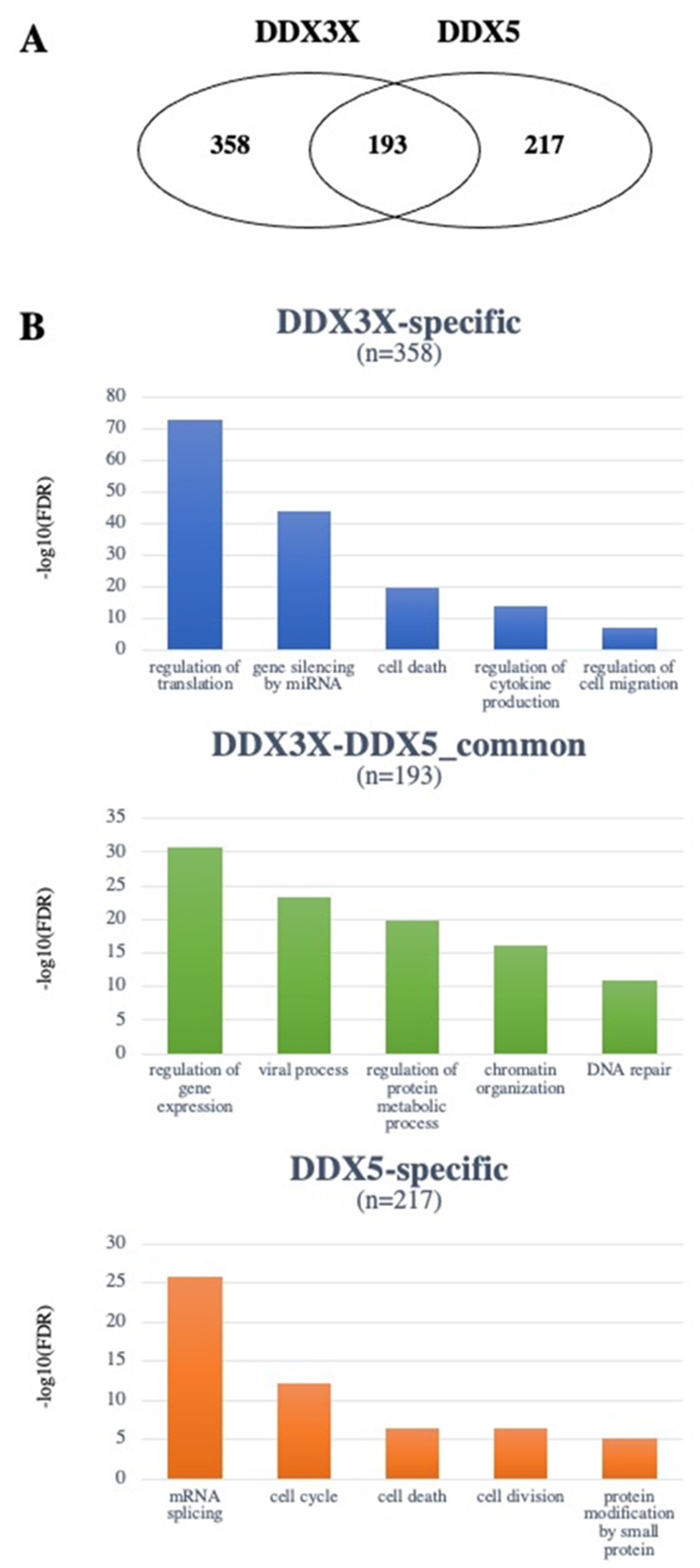 DEAD-Box RNA Helicases DDX3X and DDX5 as Oncogenes or