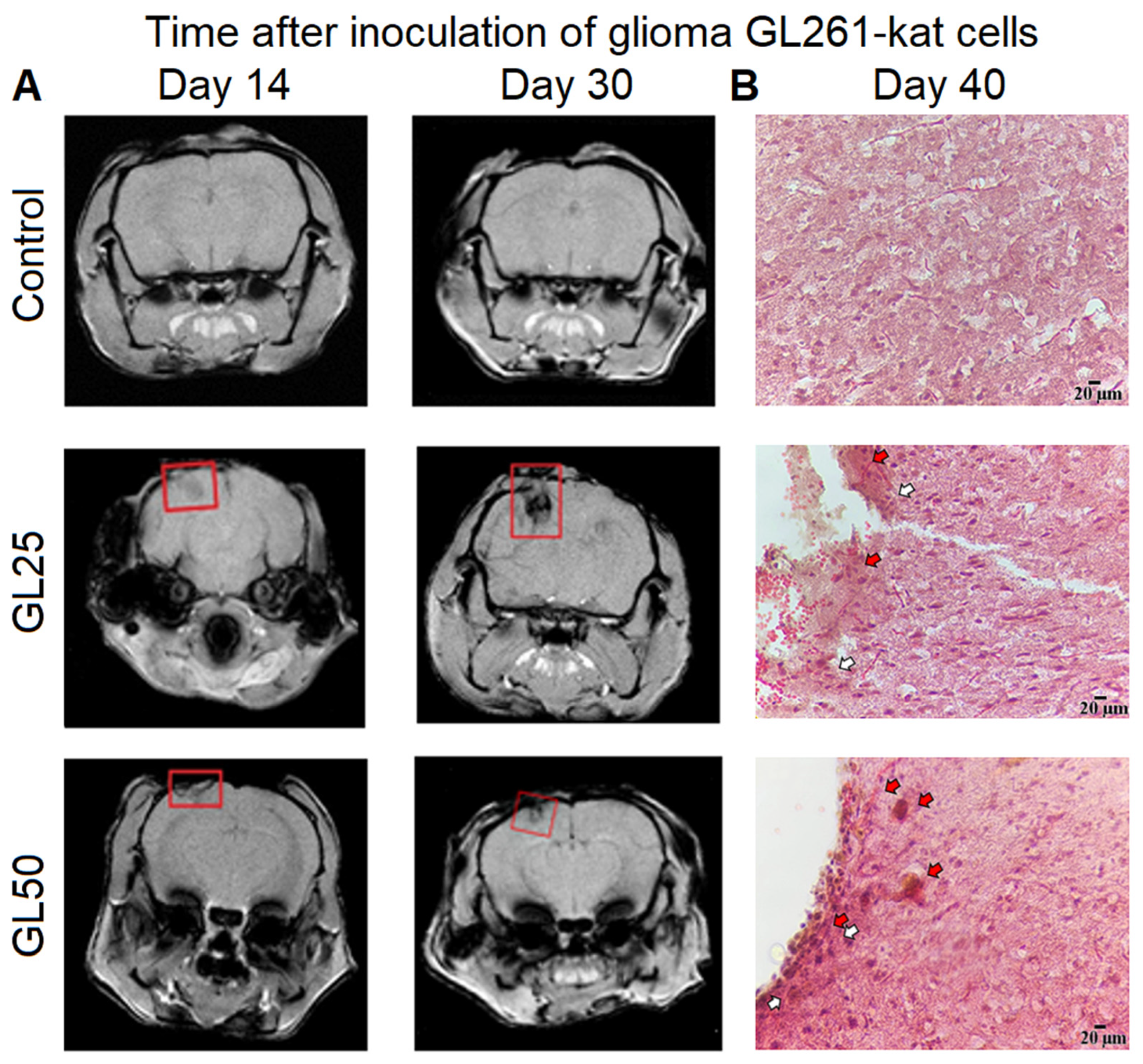 Cancers 14 03822 g004 Cancers 14 03822 g004