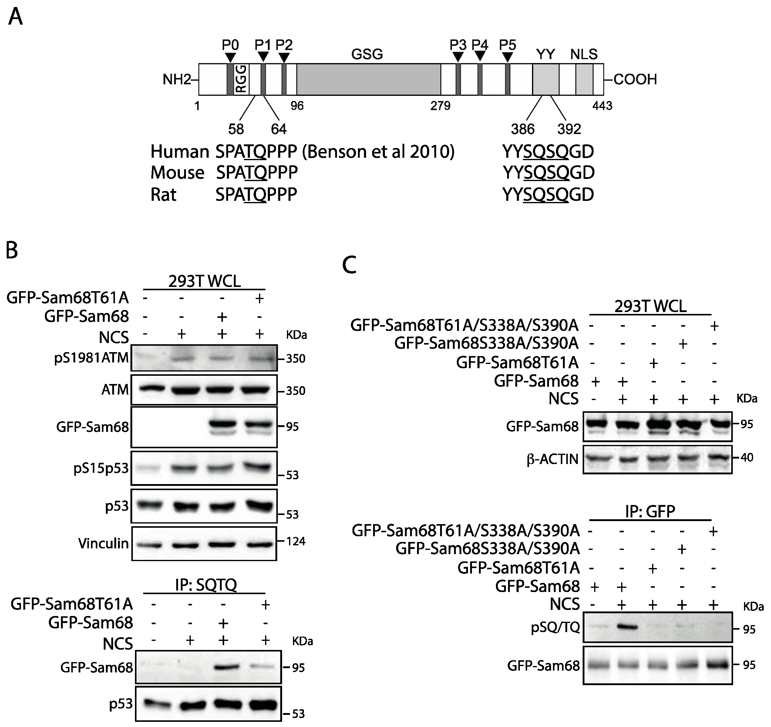 Cancers 14 03847 g003