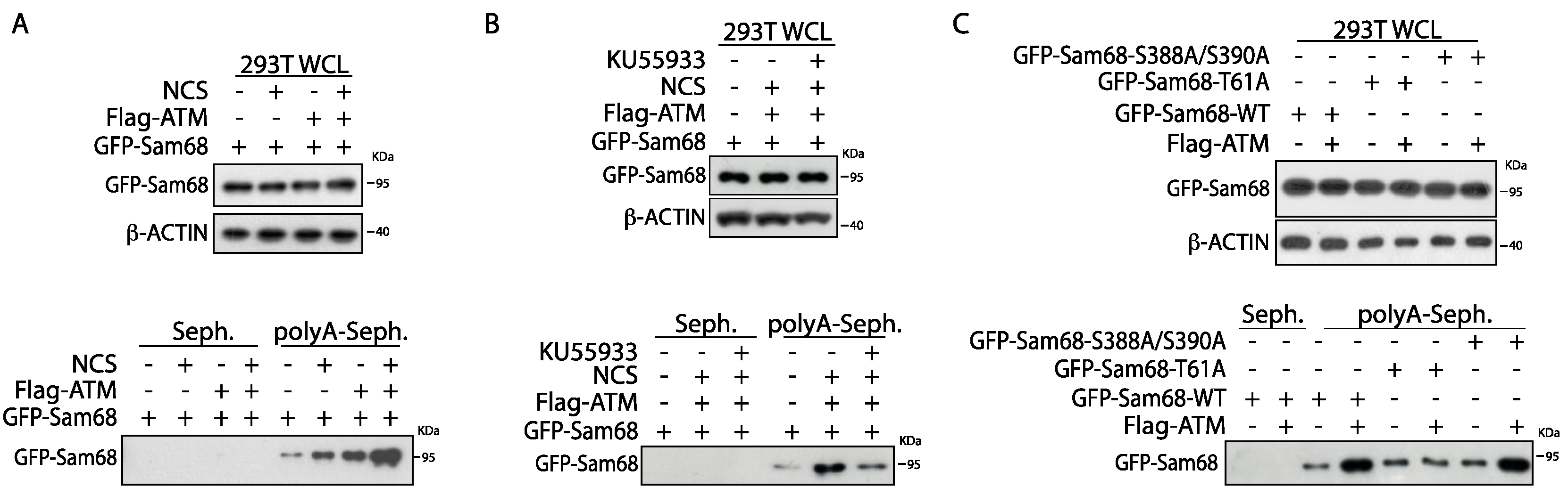 Cancers 14 03847 g005