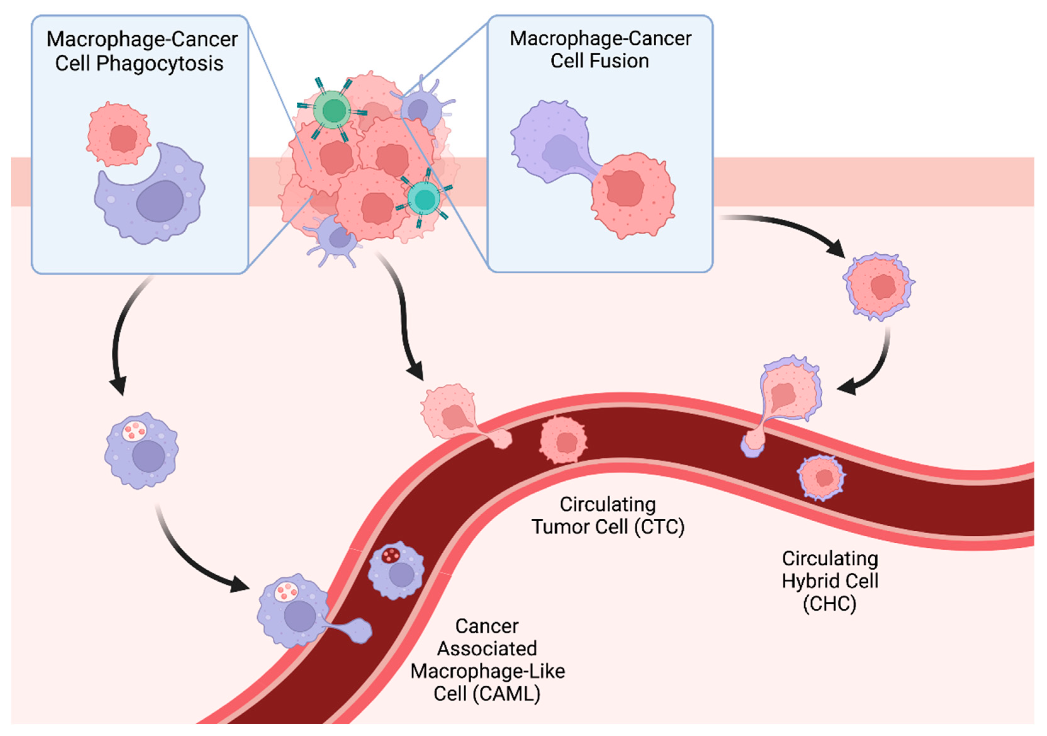 CLL Society Introduces the Protecting Innovation in Rare Cancers