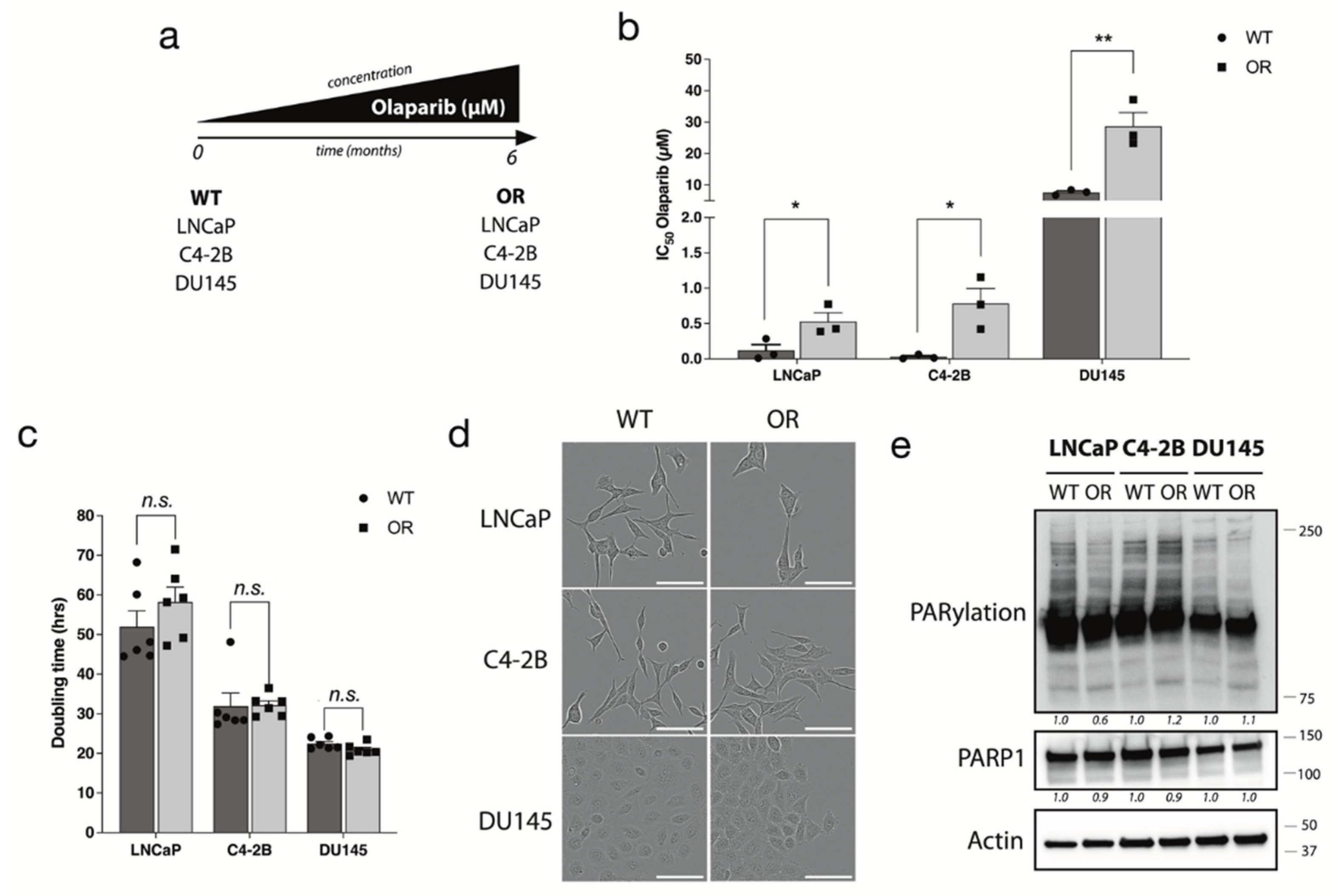 Cancers 14 03877 g001 550
