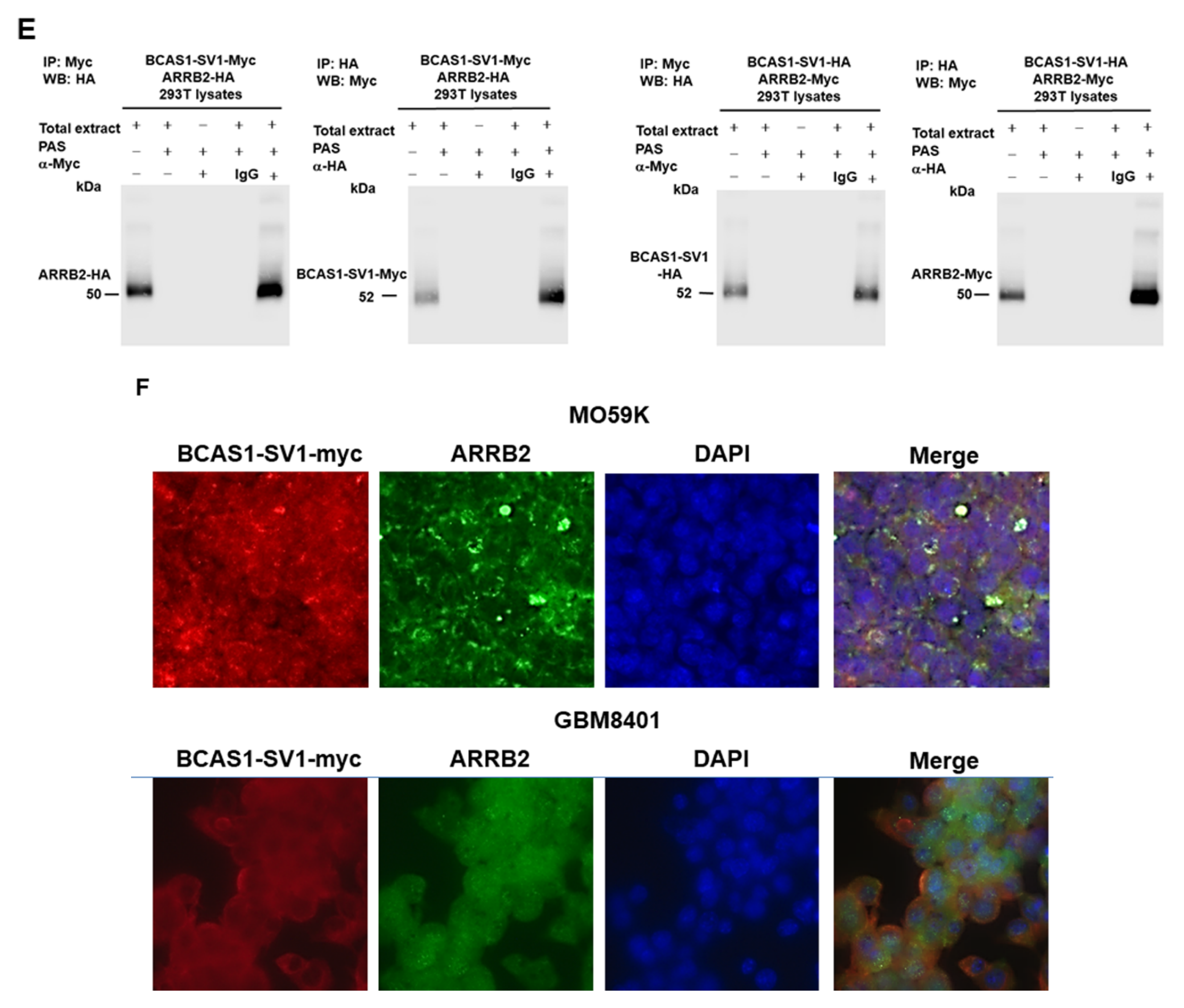 Cancers 14 03890 g004b