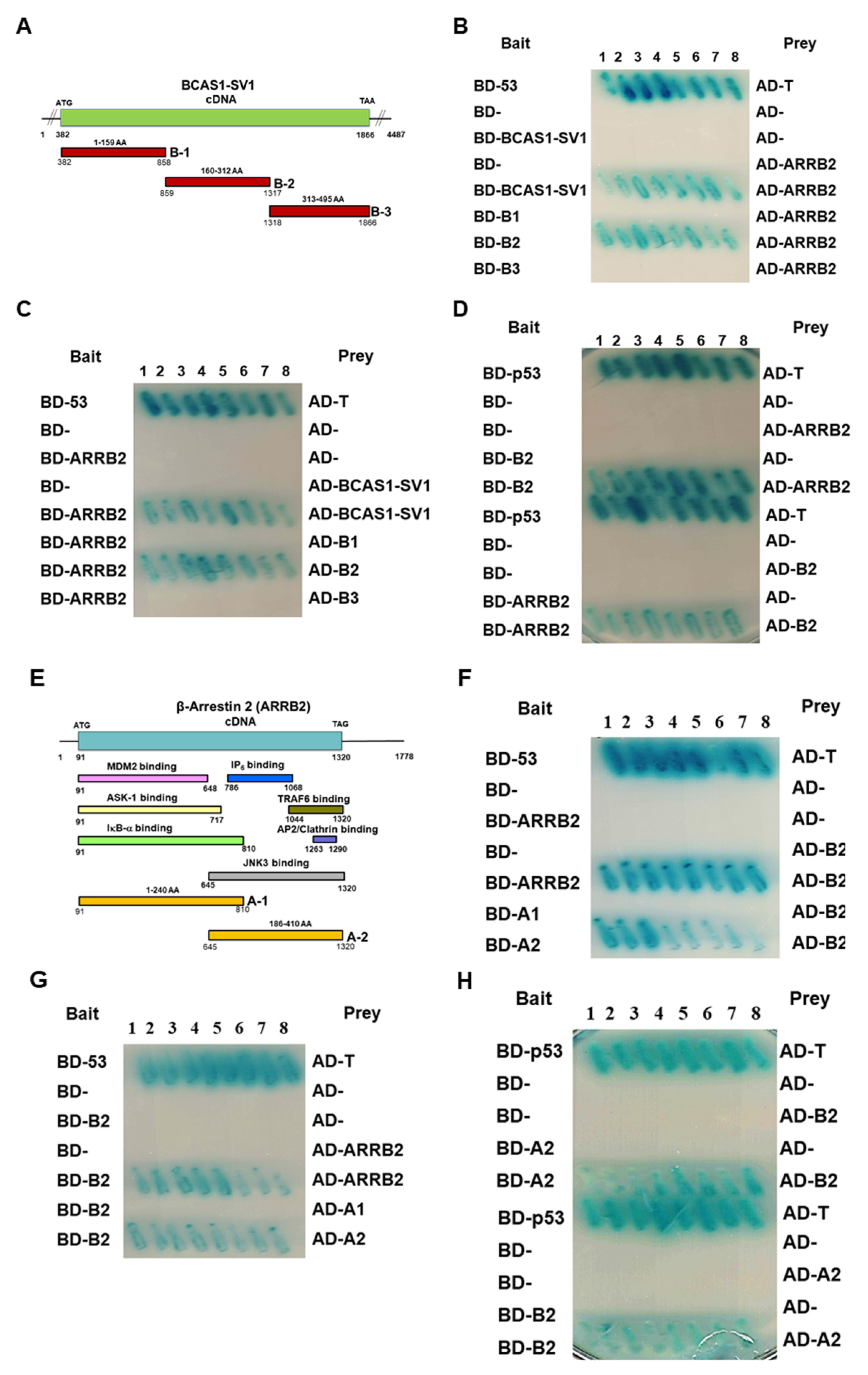 Cancers 14 03890 g005
