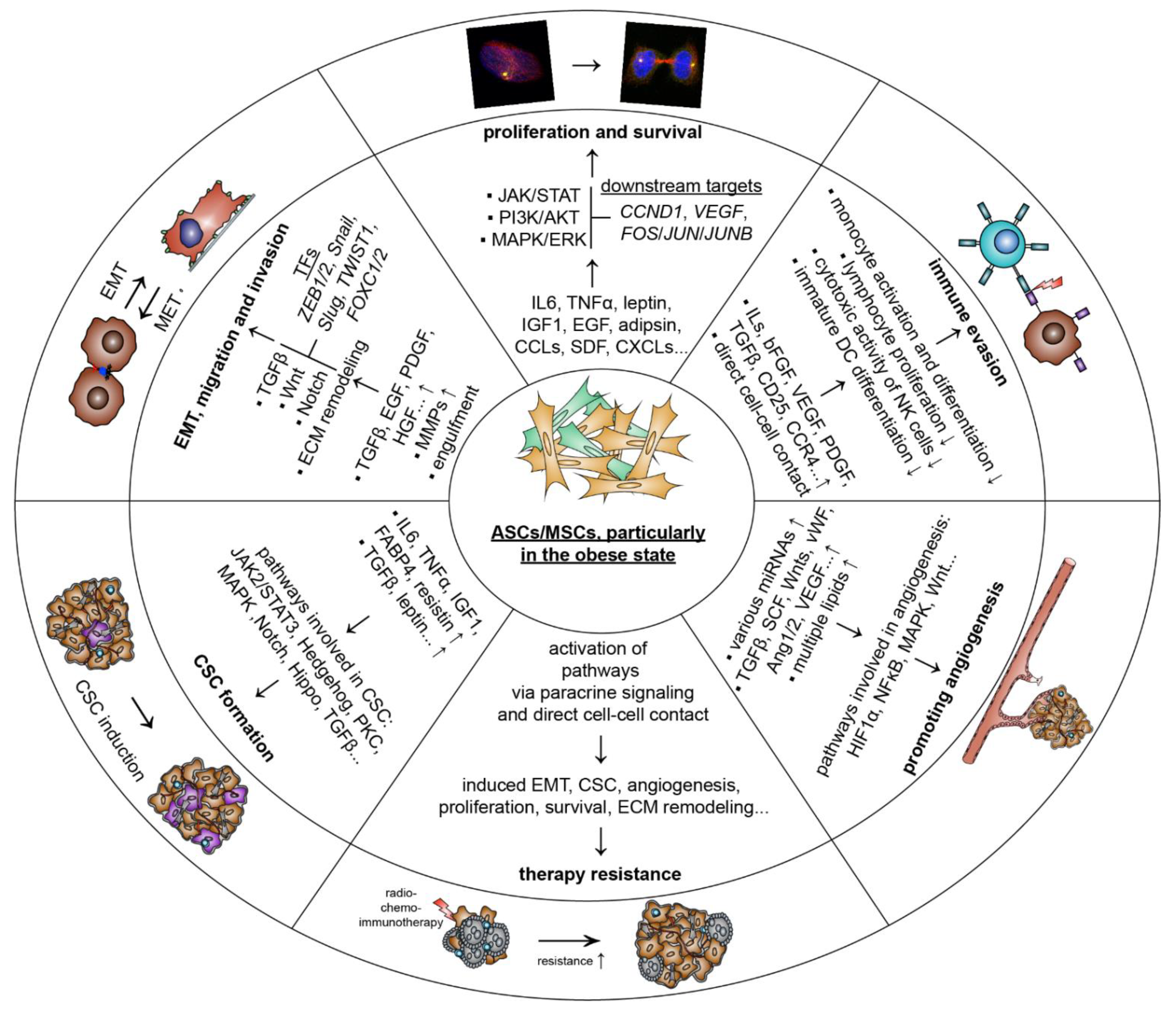 Cancers 14 03908 g002
