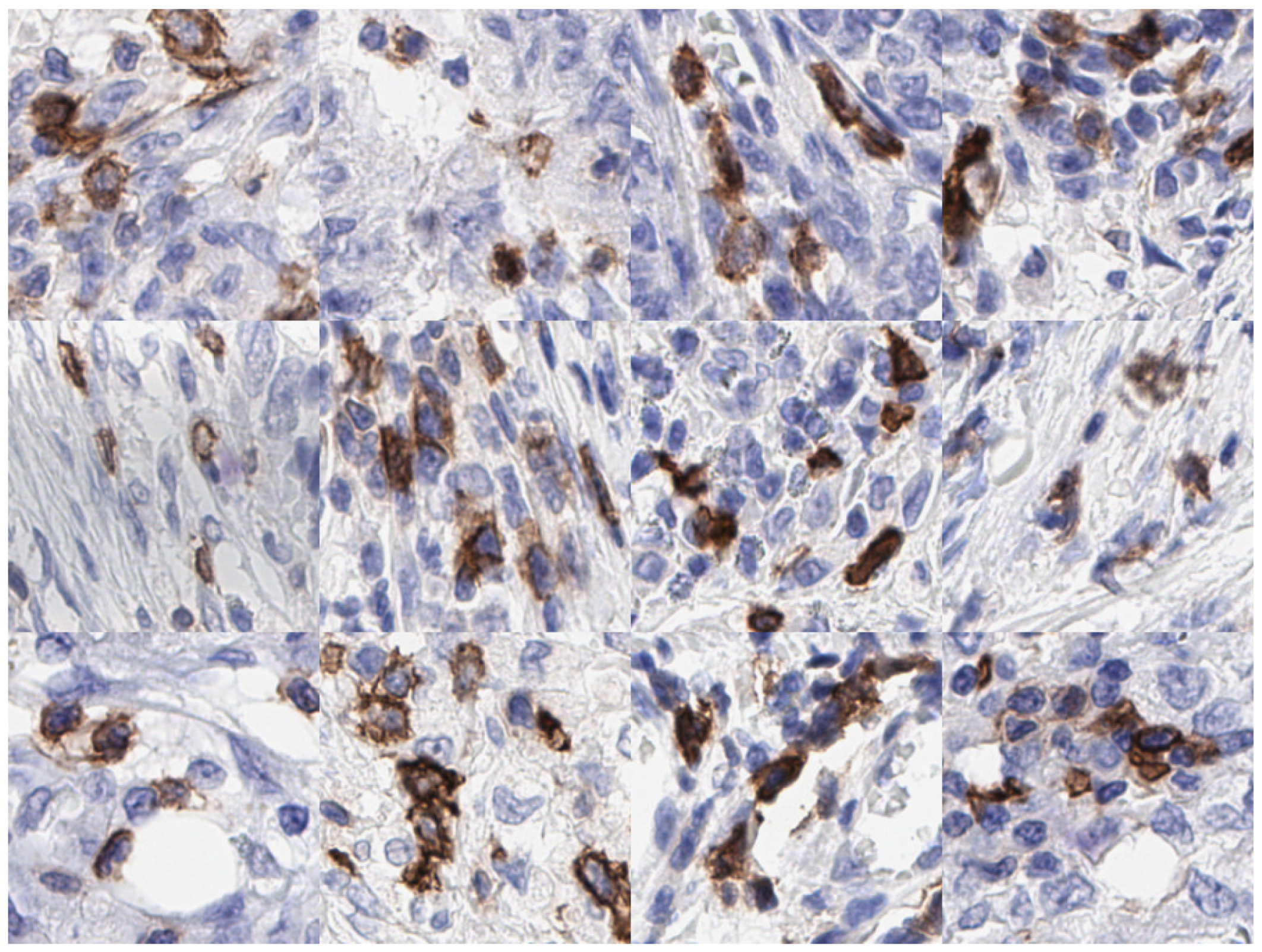 Cancers 14 03910 g001