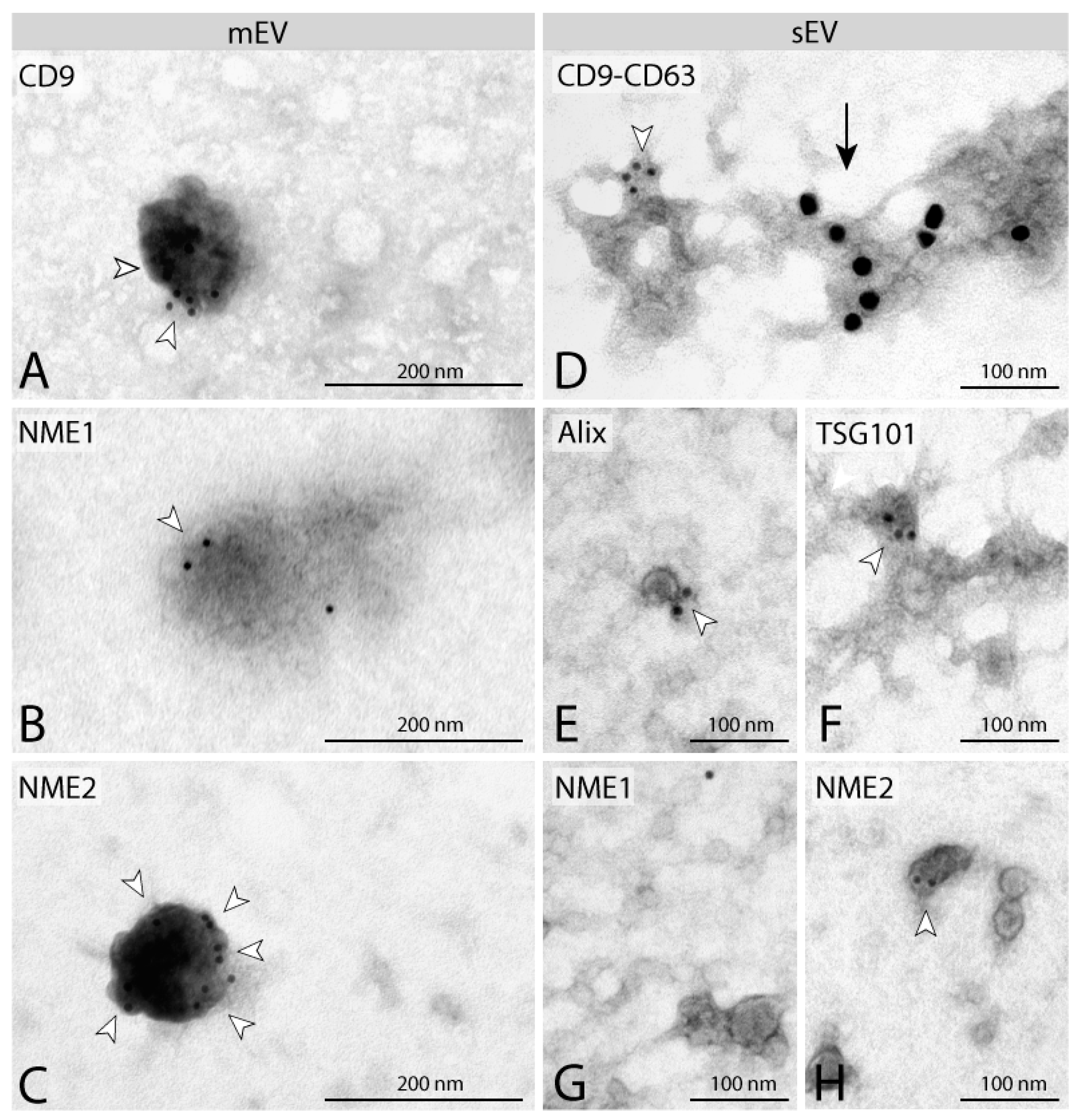 Cancers 14 03913 g002 Cancers 14 03913 g002