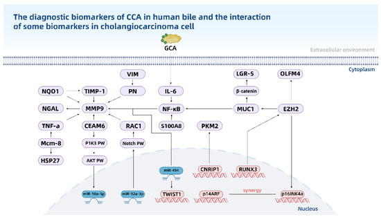 Diagnosis Biomarkers of Cholangiocarcinoma in Human Bile: An