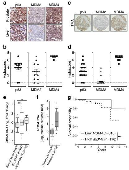 P53 Breakthroughs: Unveiling Cancer's Achilles' Heel