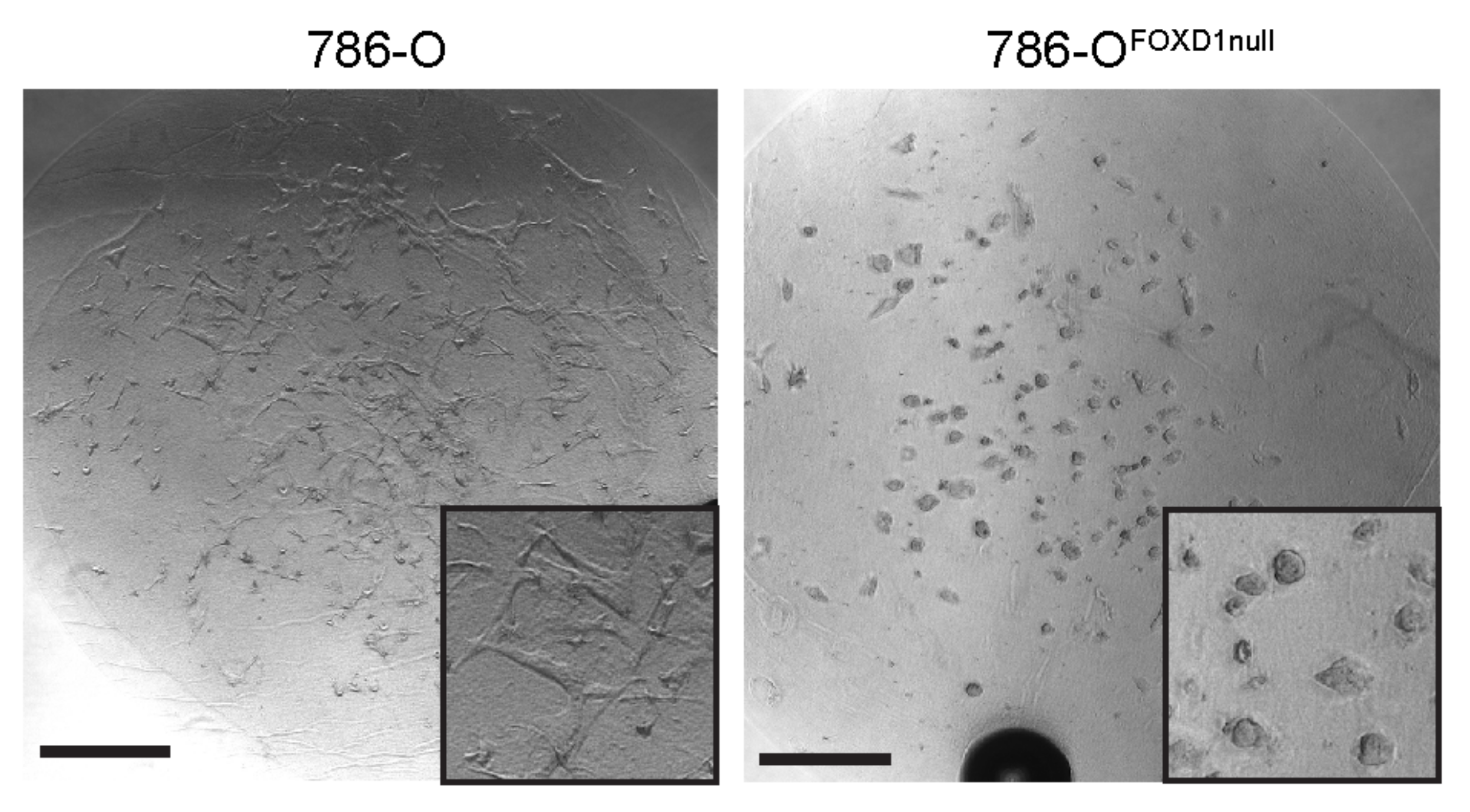 Cancers 14 03958 g005 Cancers 14 03958 g005