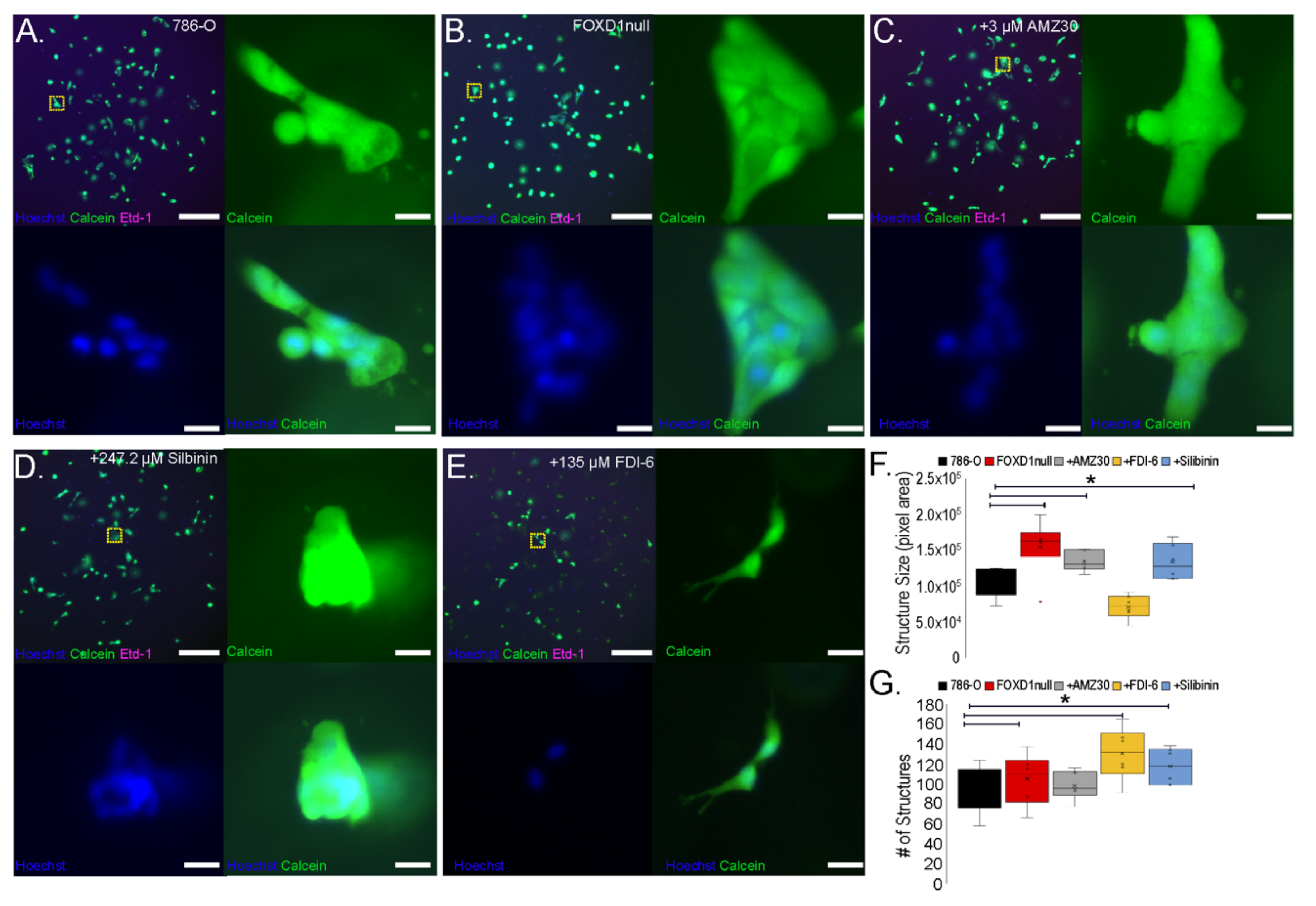 Cancers 14 03958 g006 Cancers 14 03958 g006