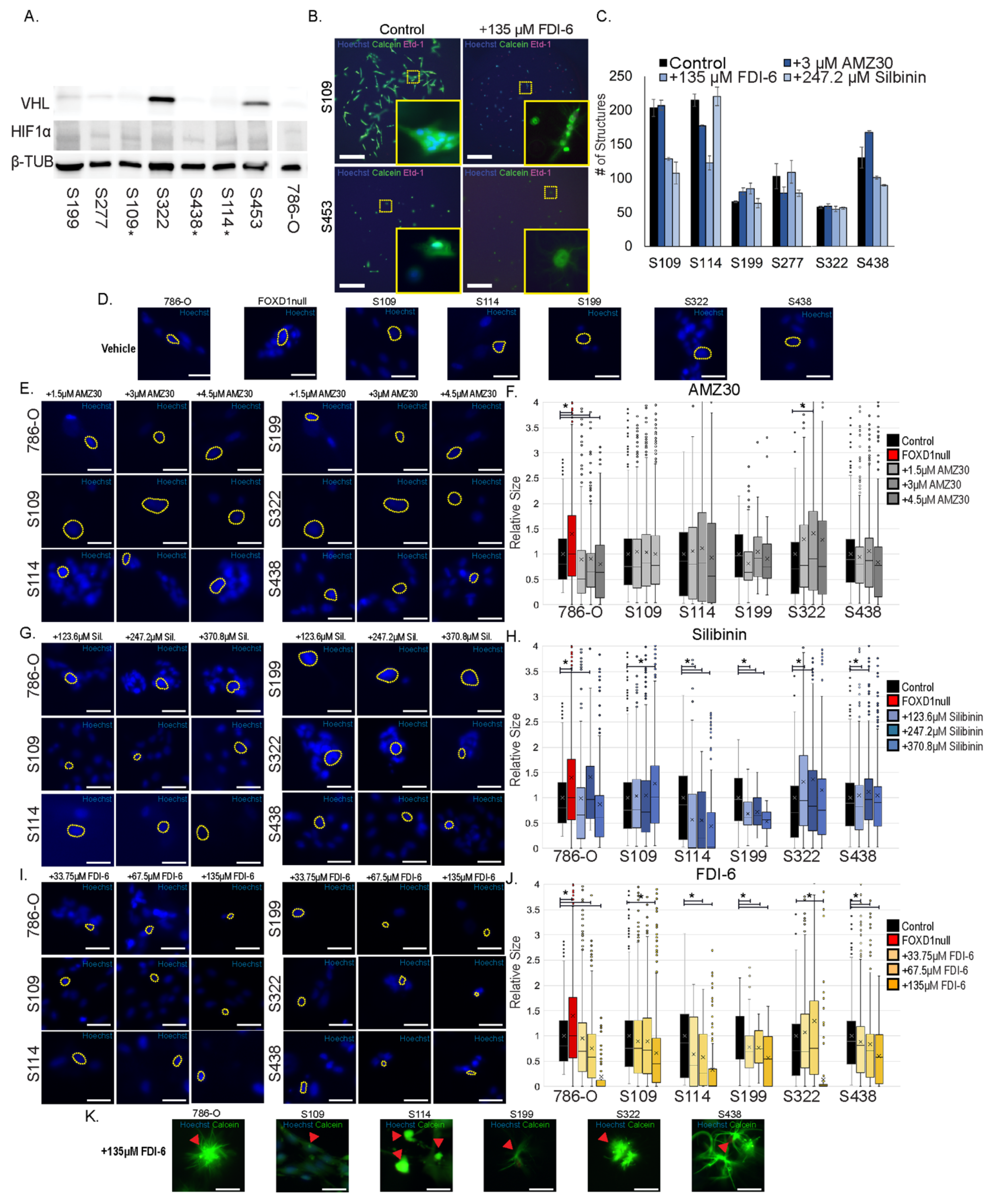 Cancers 14 03958 g008 Cancers 14 03958 g008