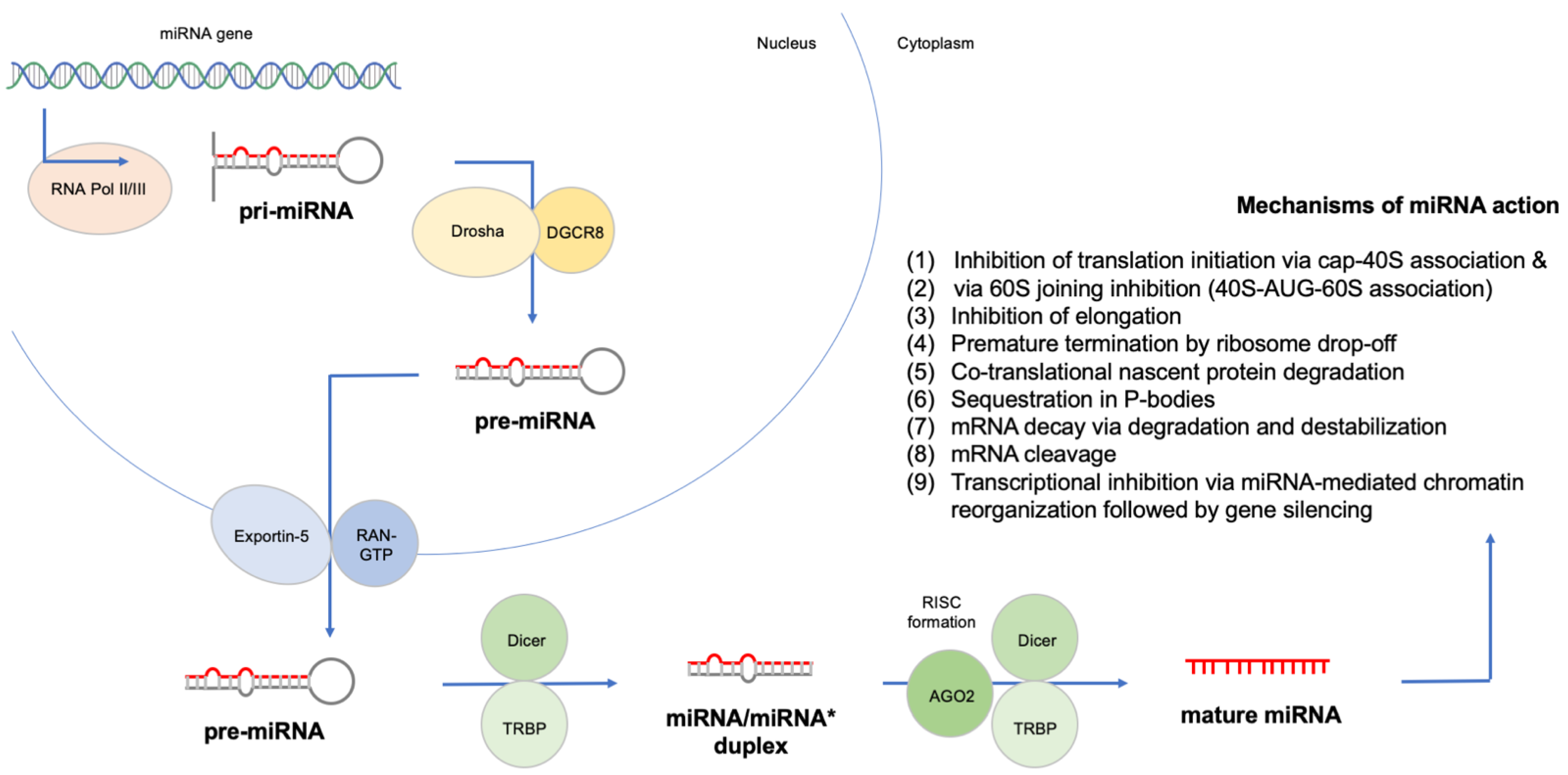 Cancers | Free Full-Text | MicroRNAs and the Diagnosis of