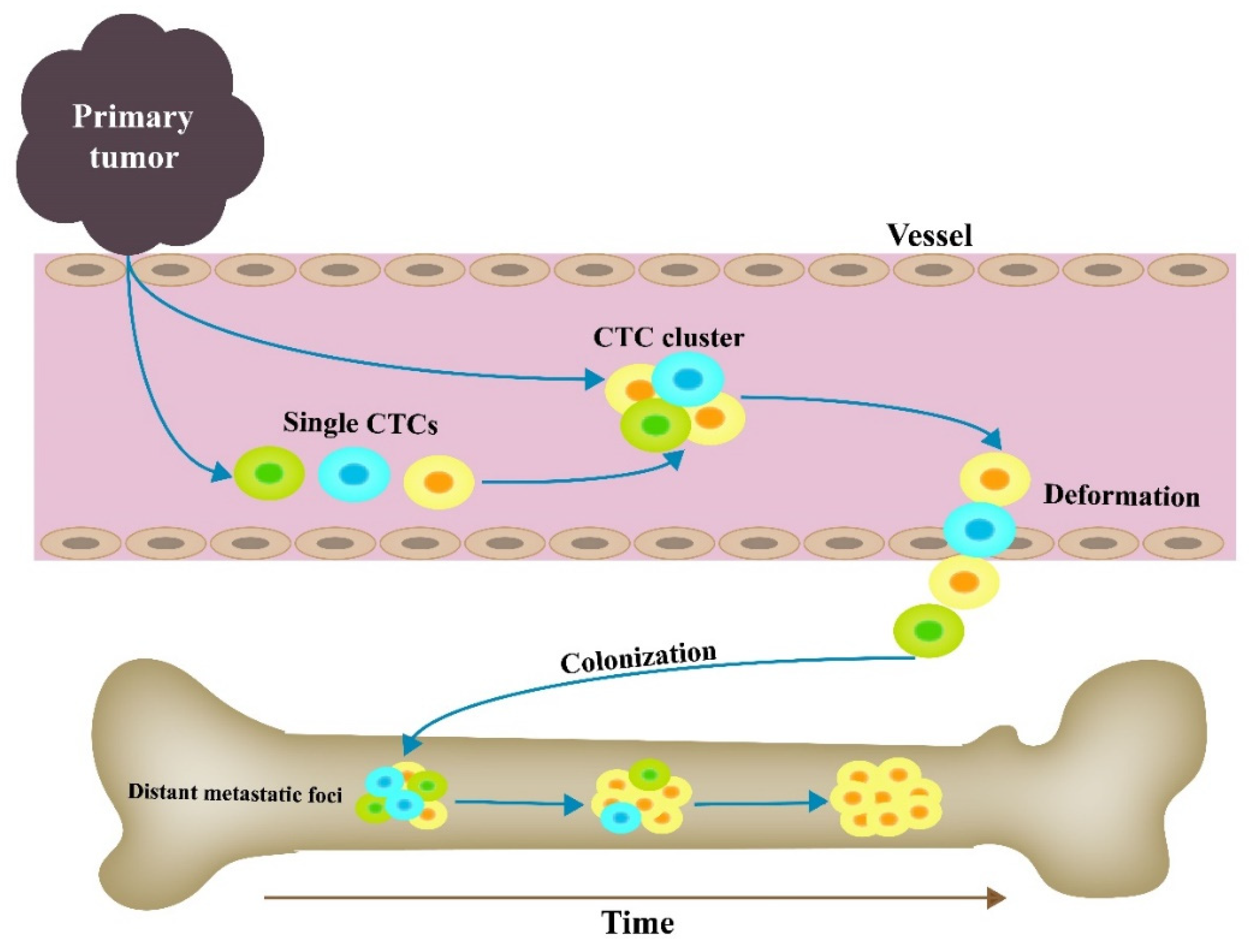 Cancers 14 03985 g002