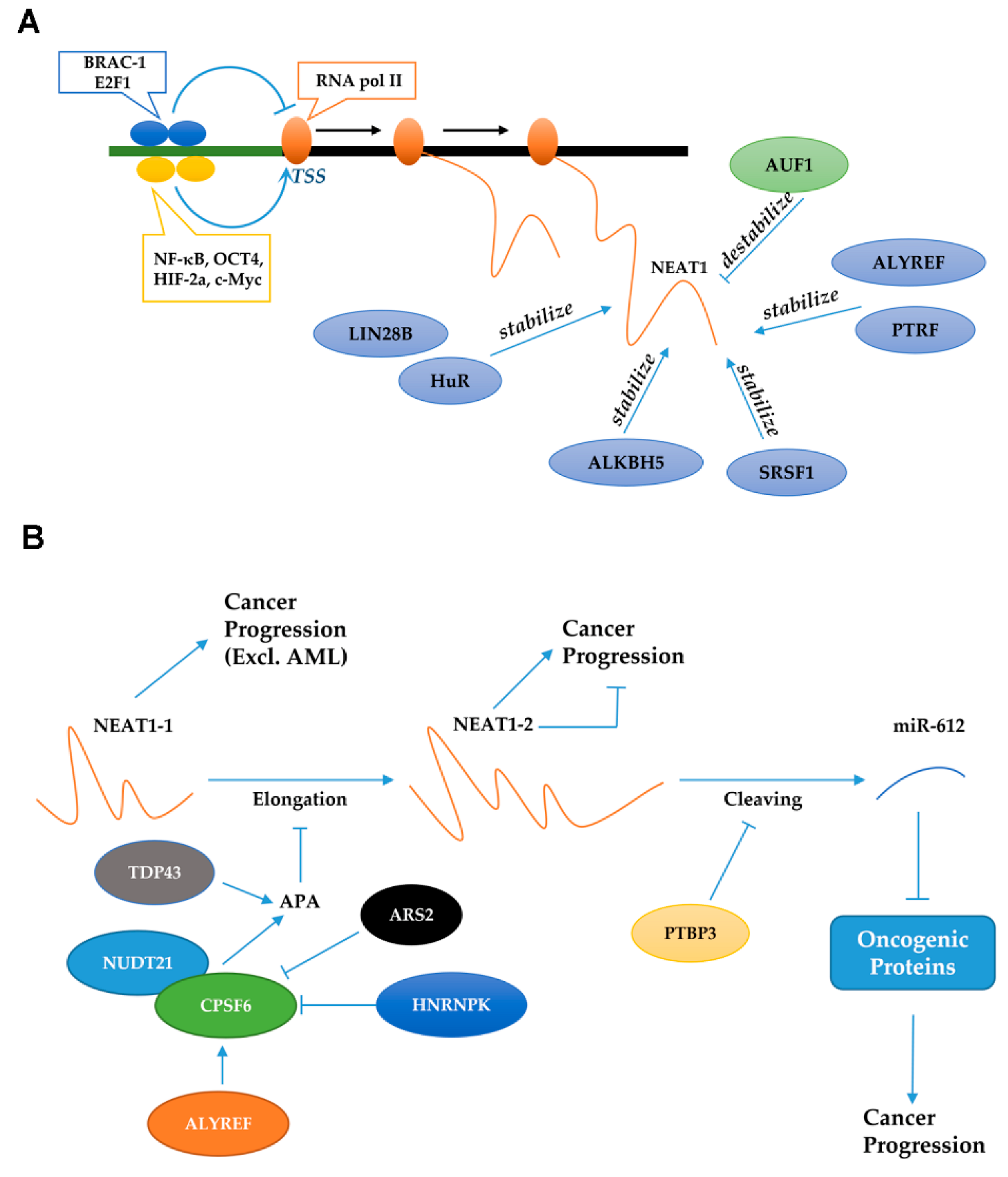 Molecular Interactions of the Long Noncoding RNA NEAT1 in Cancer Molecular Interactions of the Long Noncoding RNA NEAT1 in Cancer