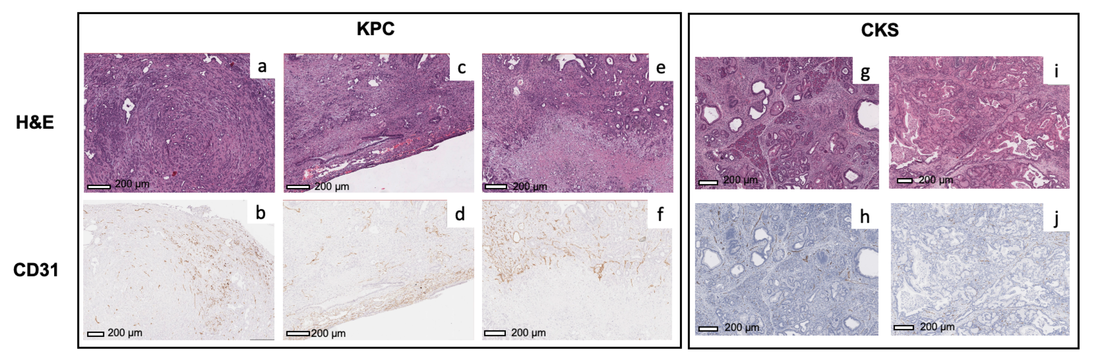 Cancers 14 04017 g006 550