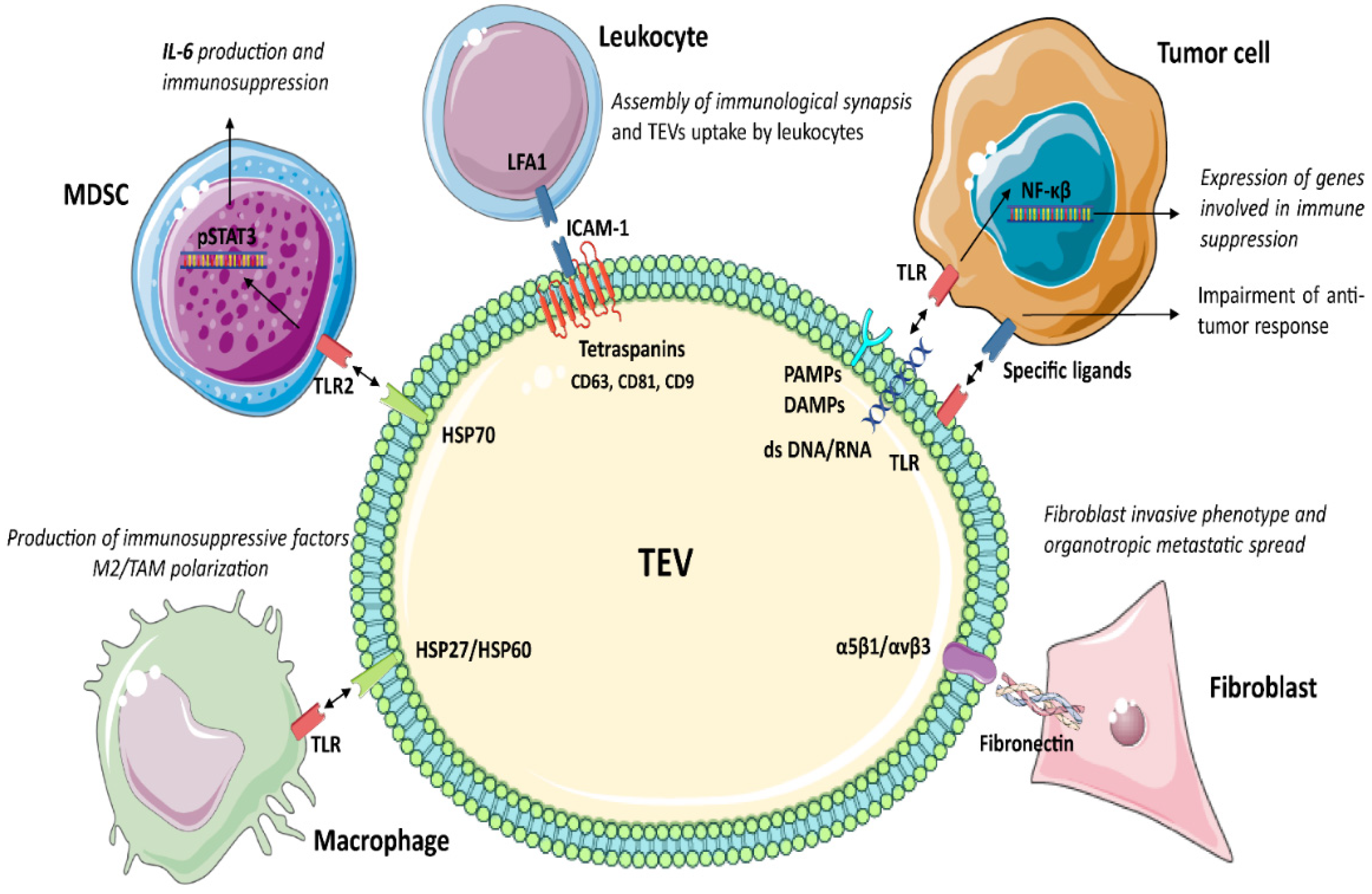 Cancers 14 04020 g001 550