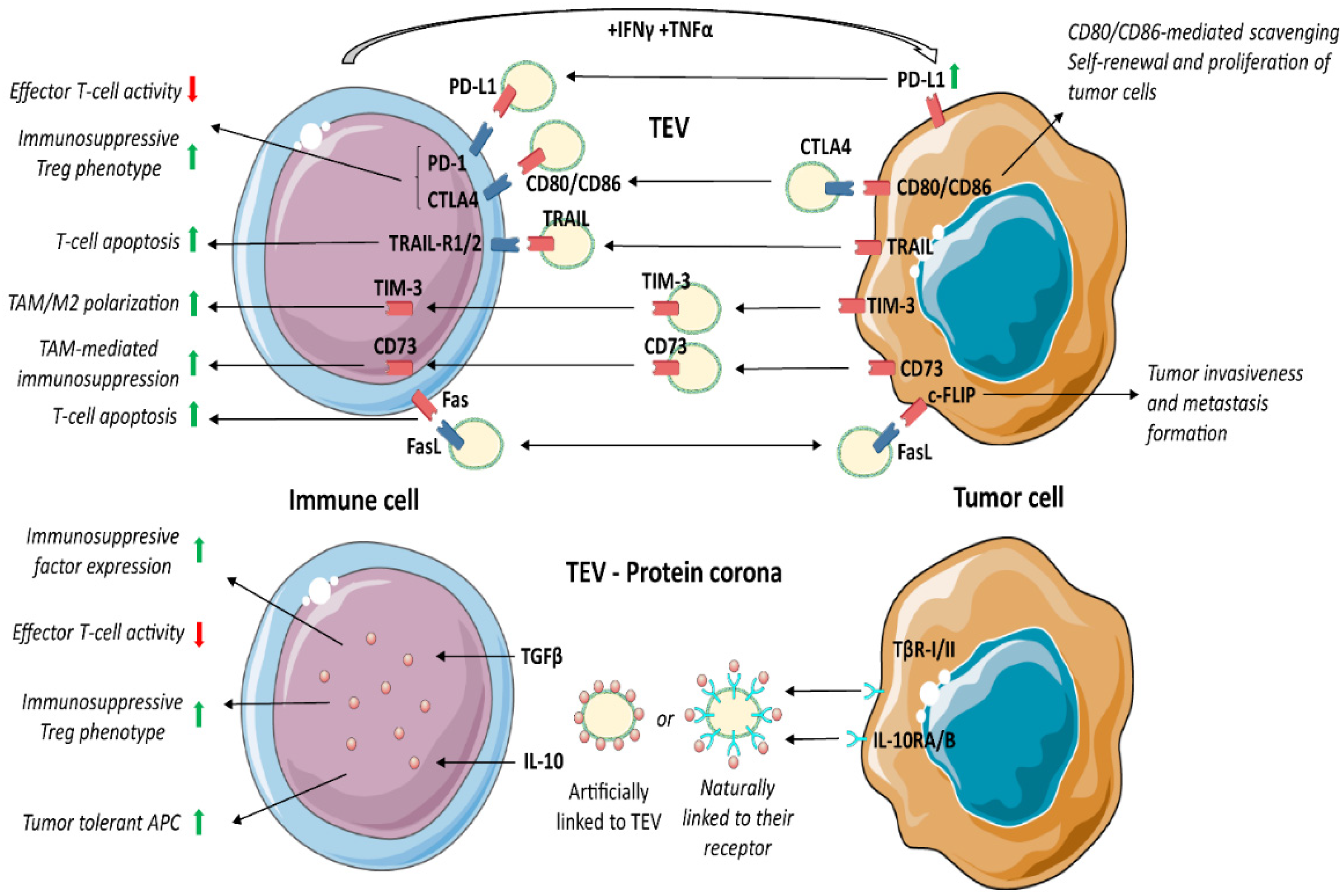 Cancers 14 04020 g002 550