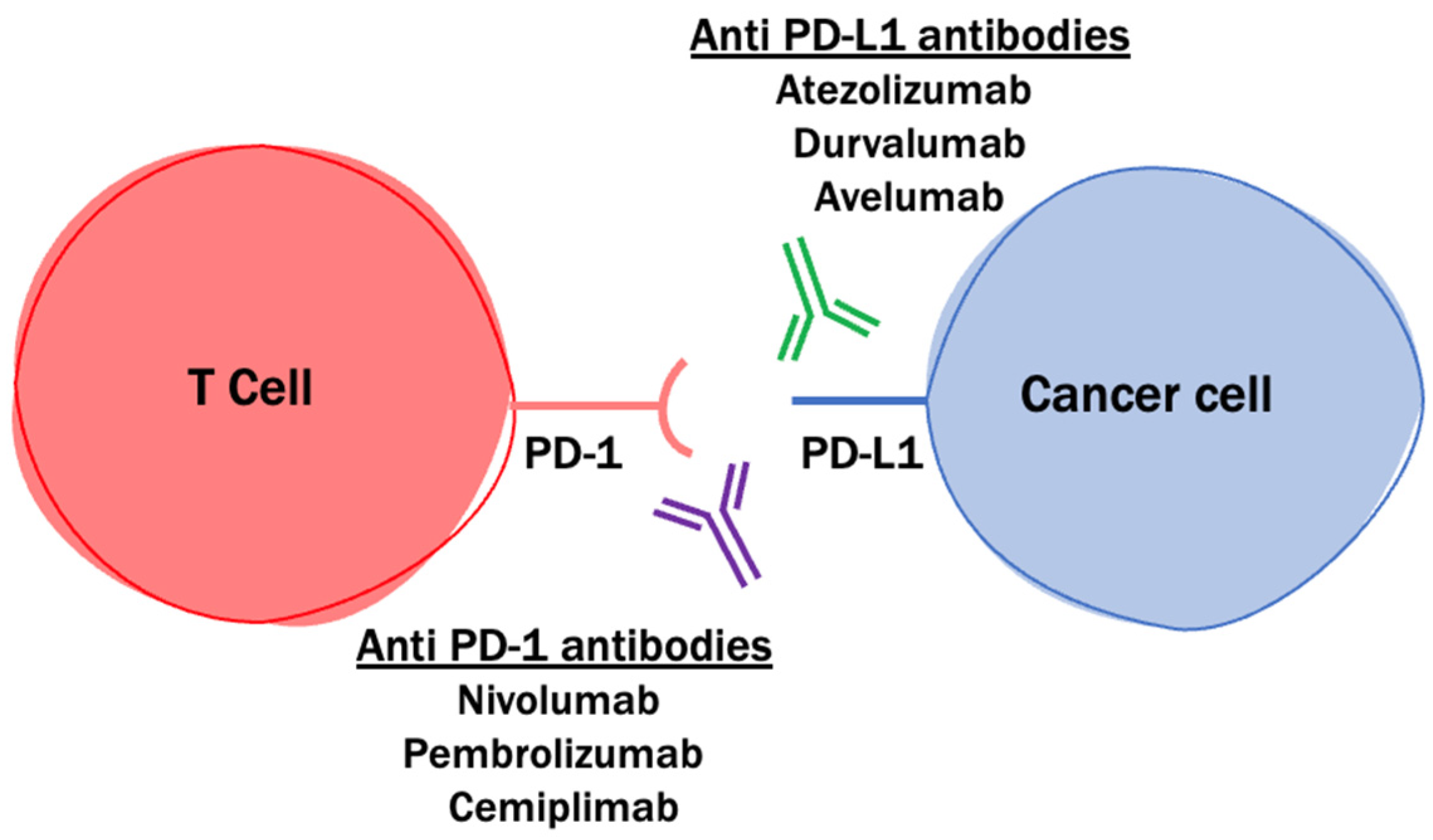 Cancers 14 04023 g002
