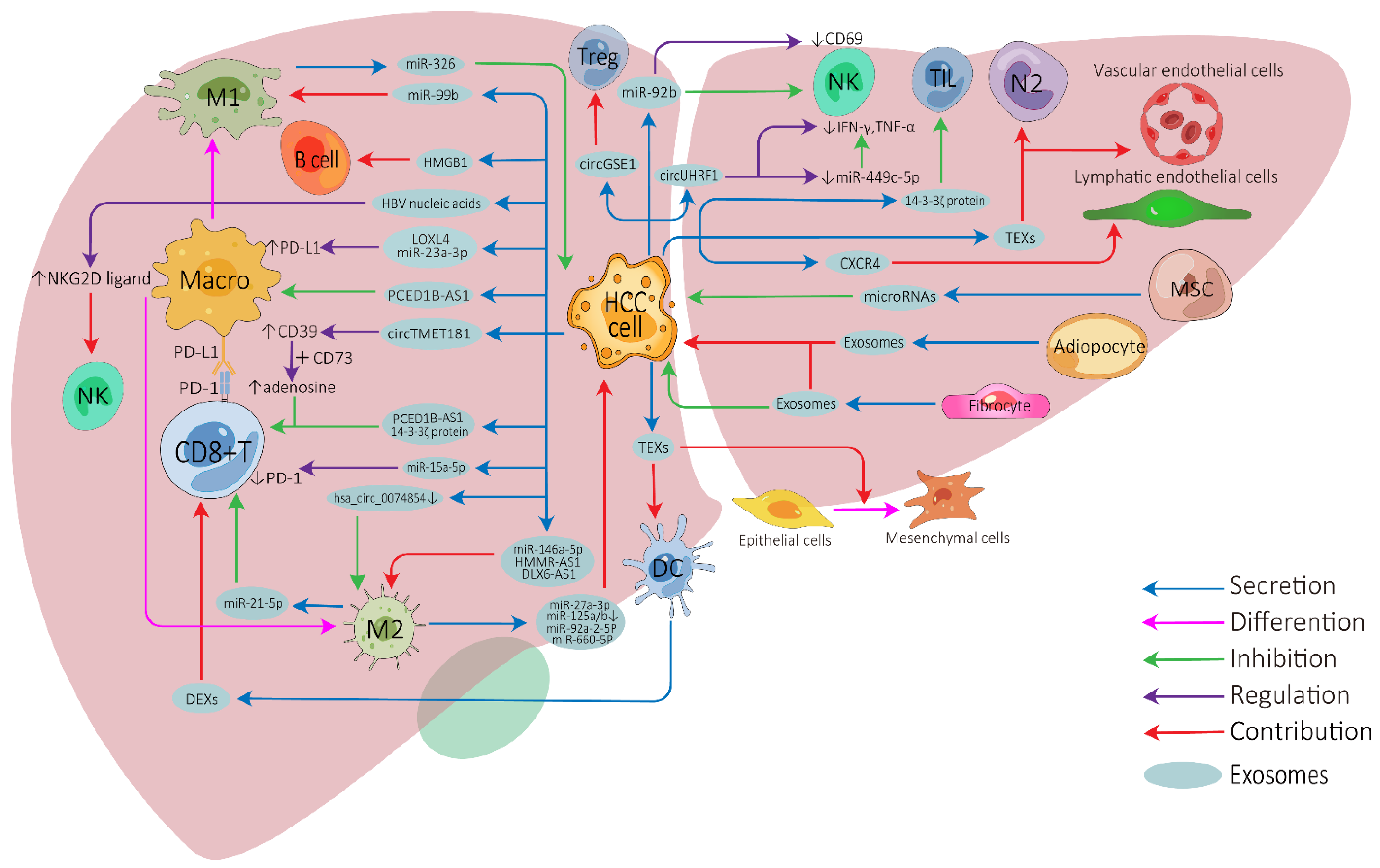 Cancers 14 04036 g001 550