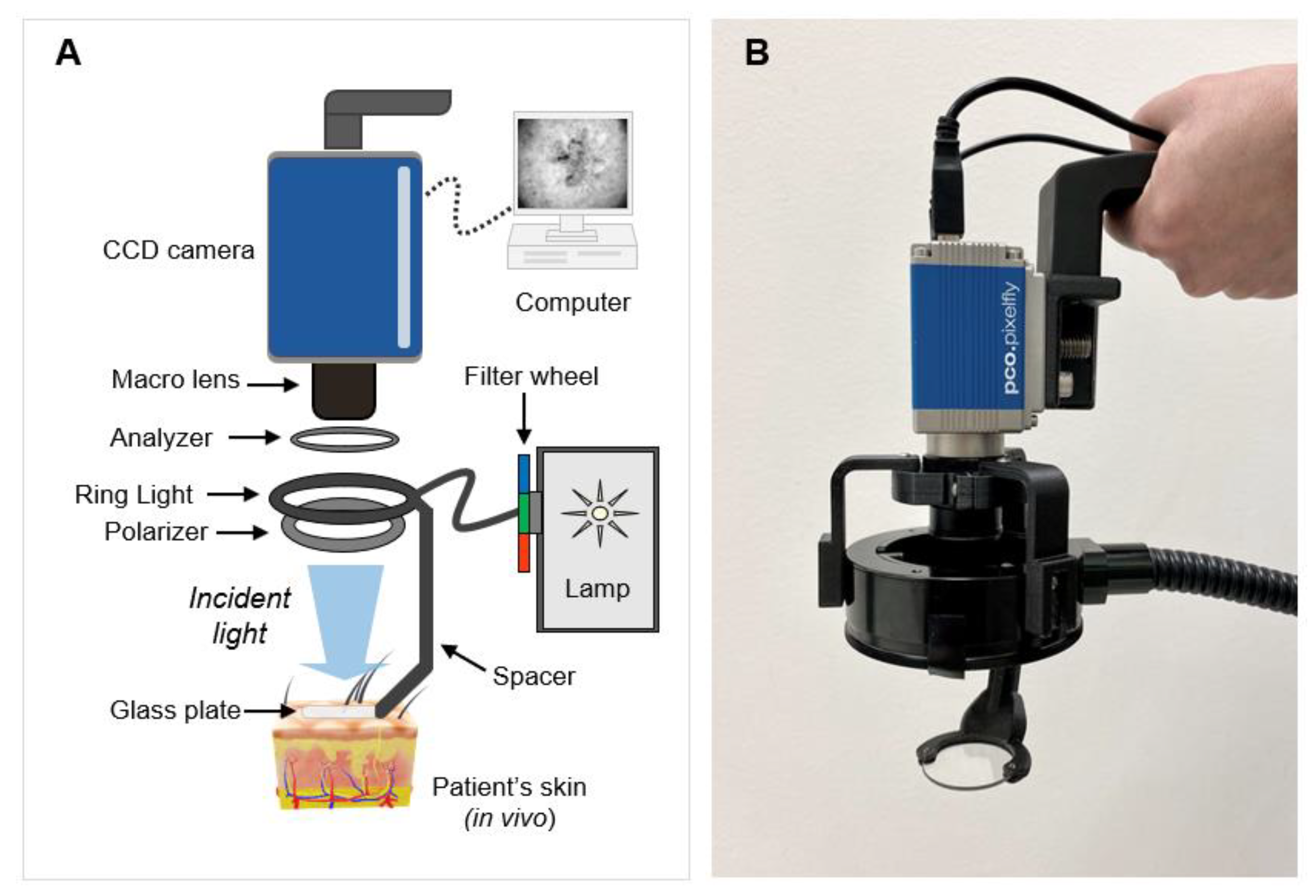 Cancers 14 04049 g001 550