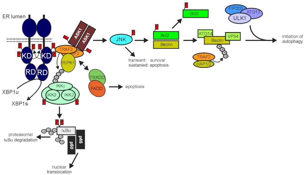 iron notification Earth Cancers | Free Full-Text | TNF Receptor Associated Factor 2 (TRAF2) Signaling in Cancer | HTML iron notification Earth Cancers | Free Full-Text | TNF Receptor Associated Factor 2 (TRAF2) Signaling in Cancer | HTML