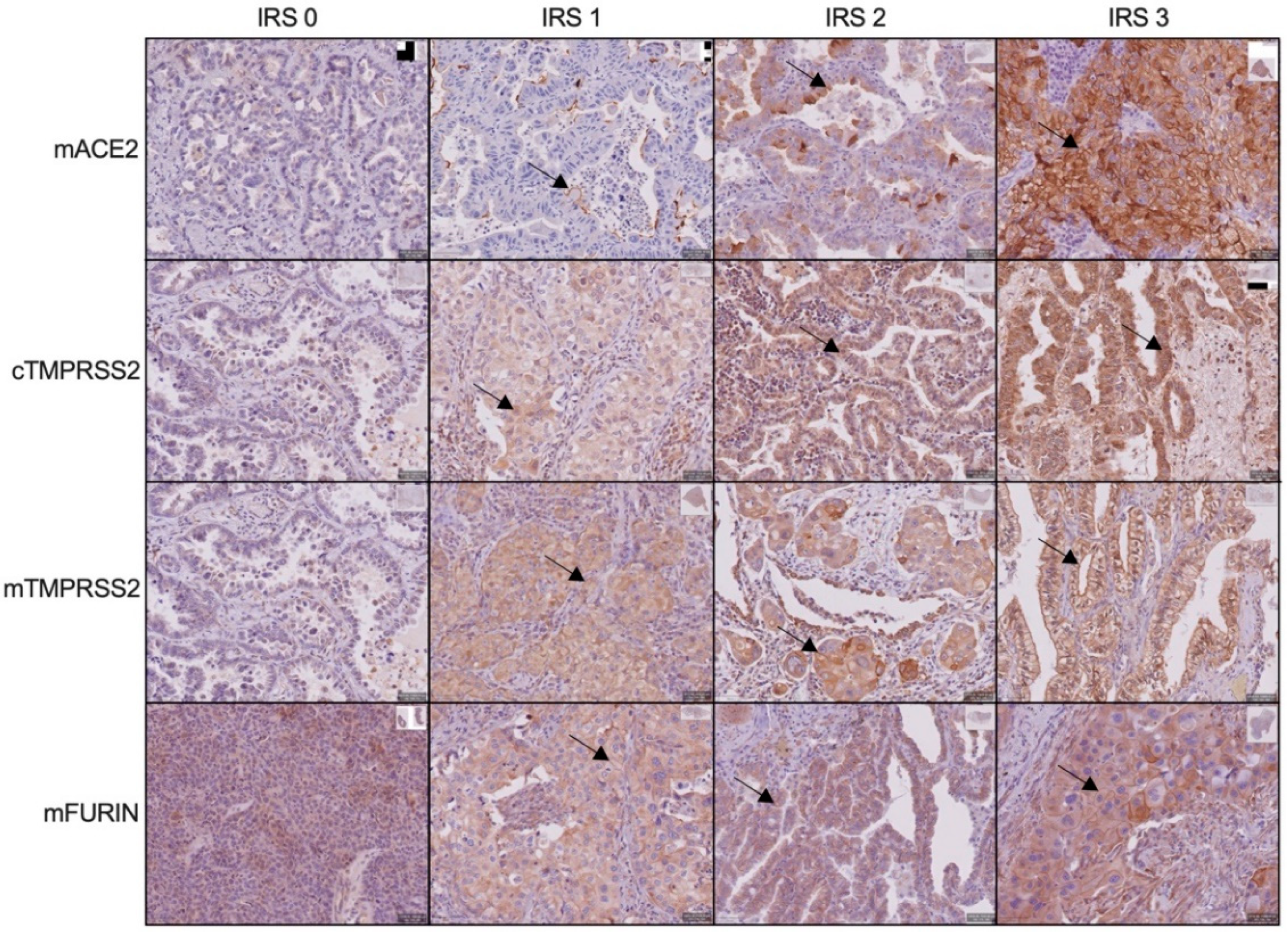 Cancers 14 04074 g001 550