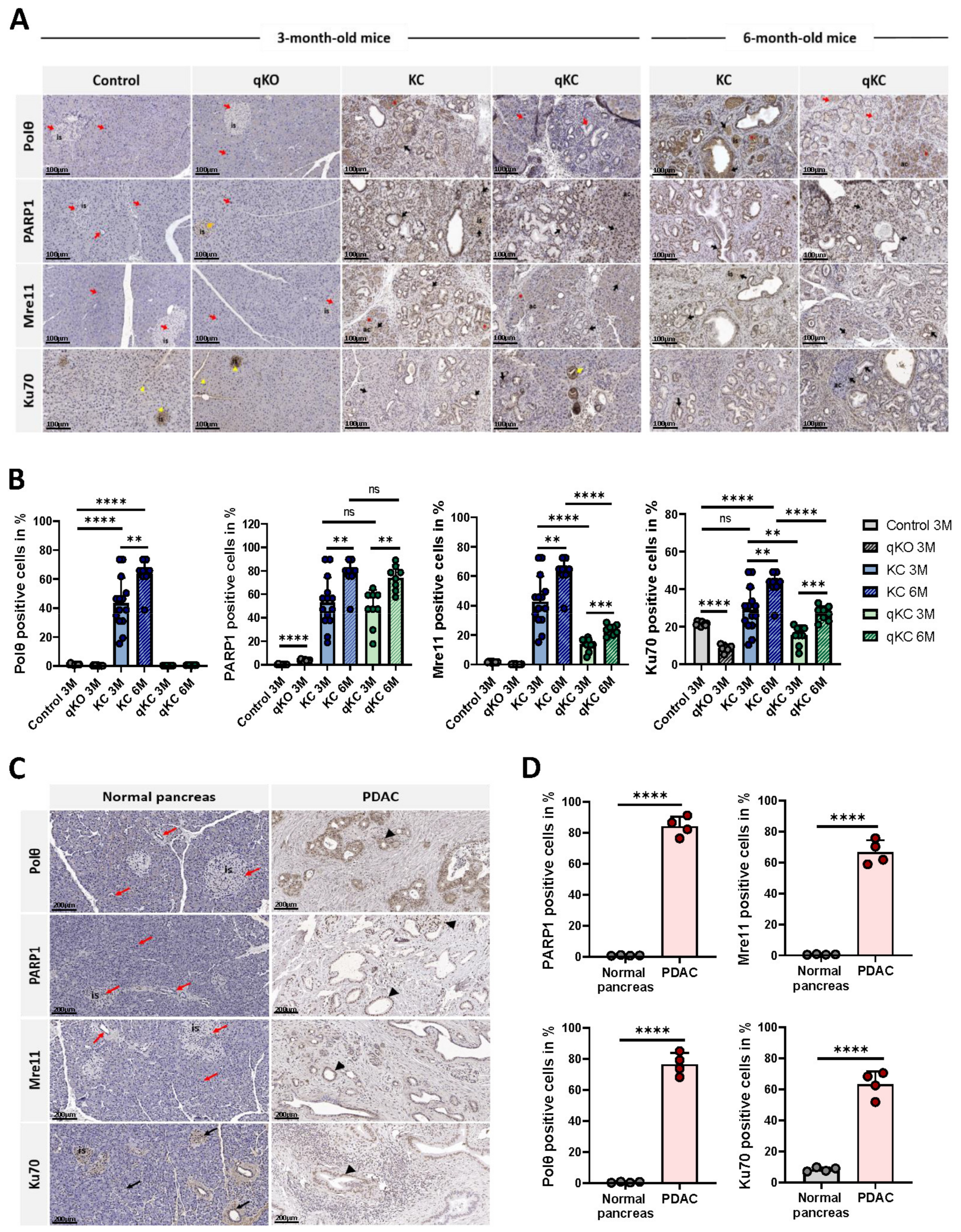 Cancers 14 04077 g006
