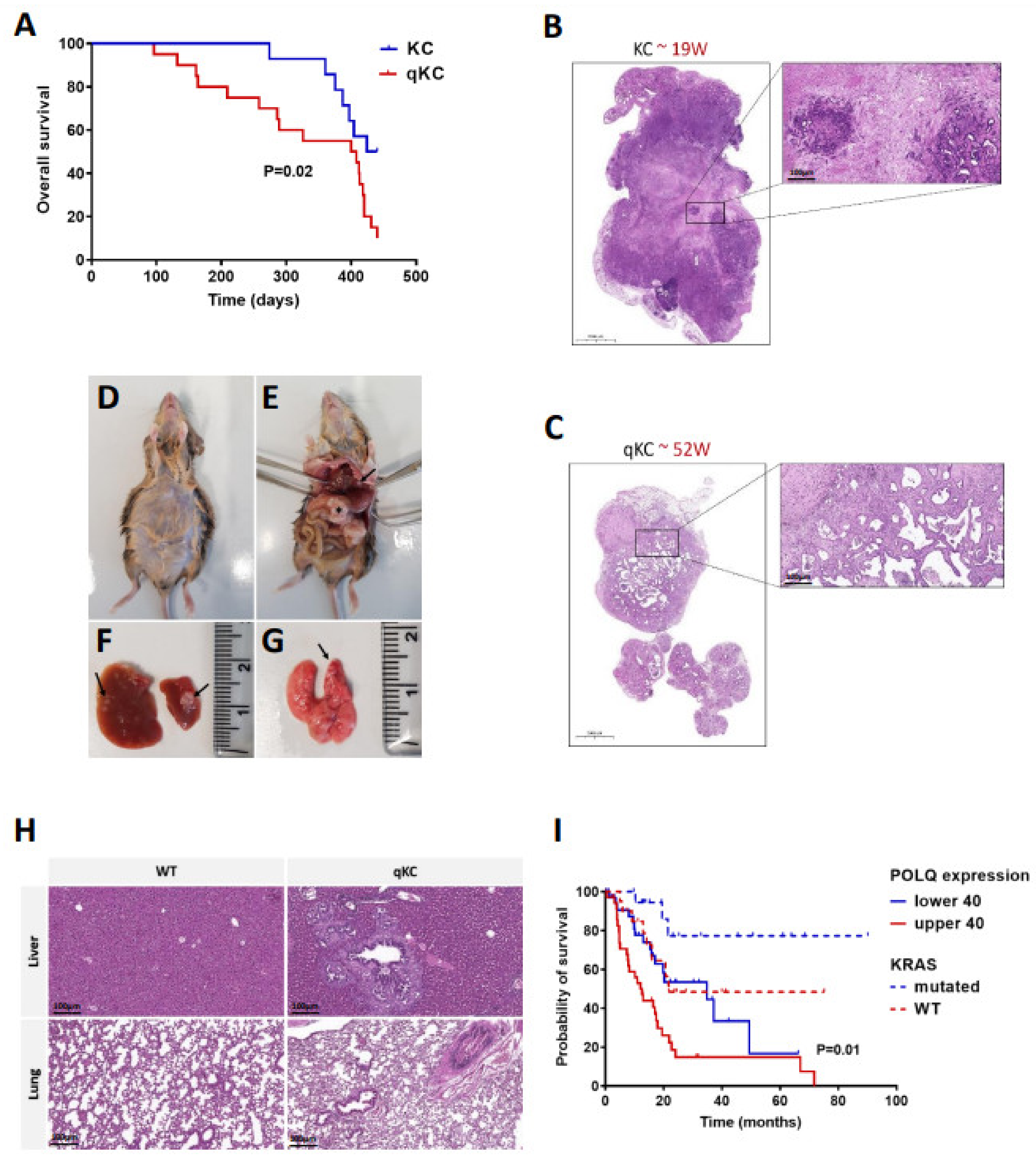 Cancers 14 04077 g007