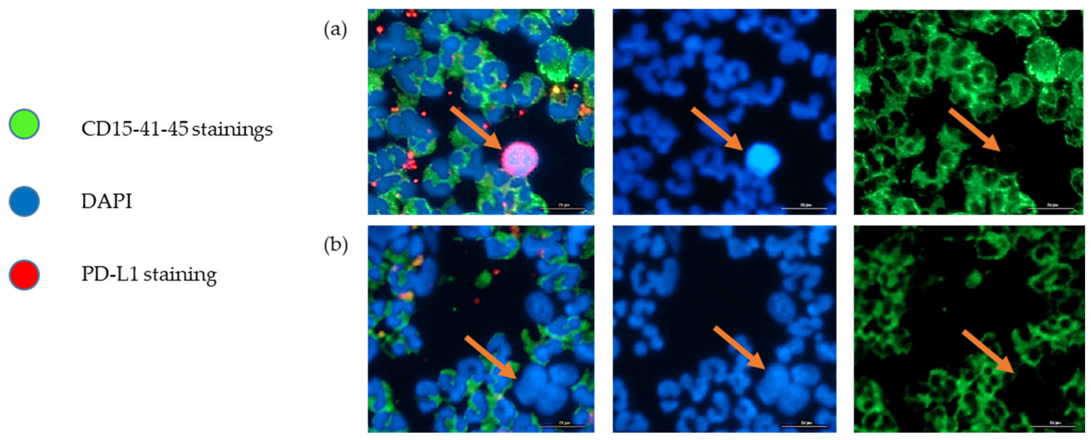 Cancers 14 04085 g003 550