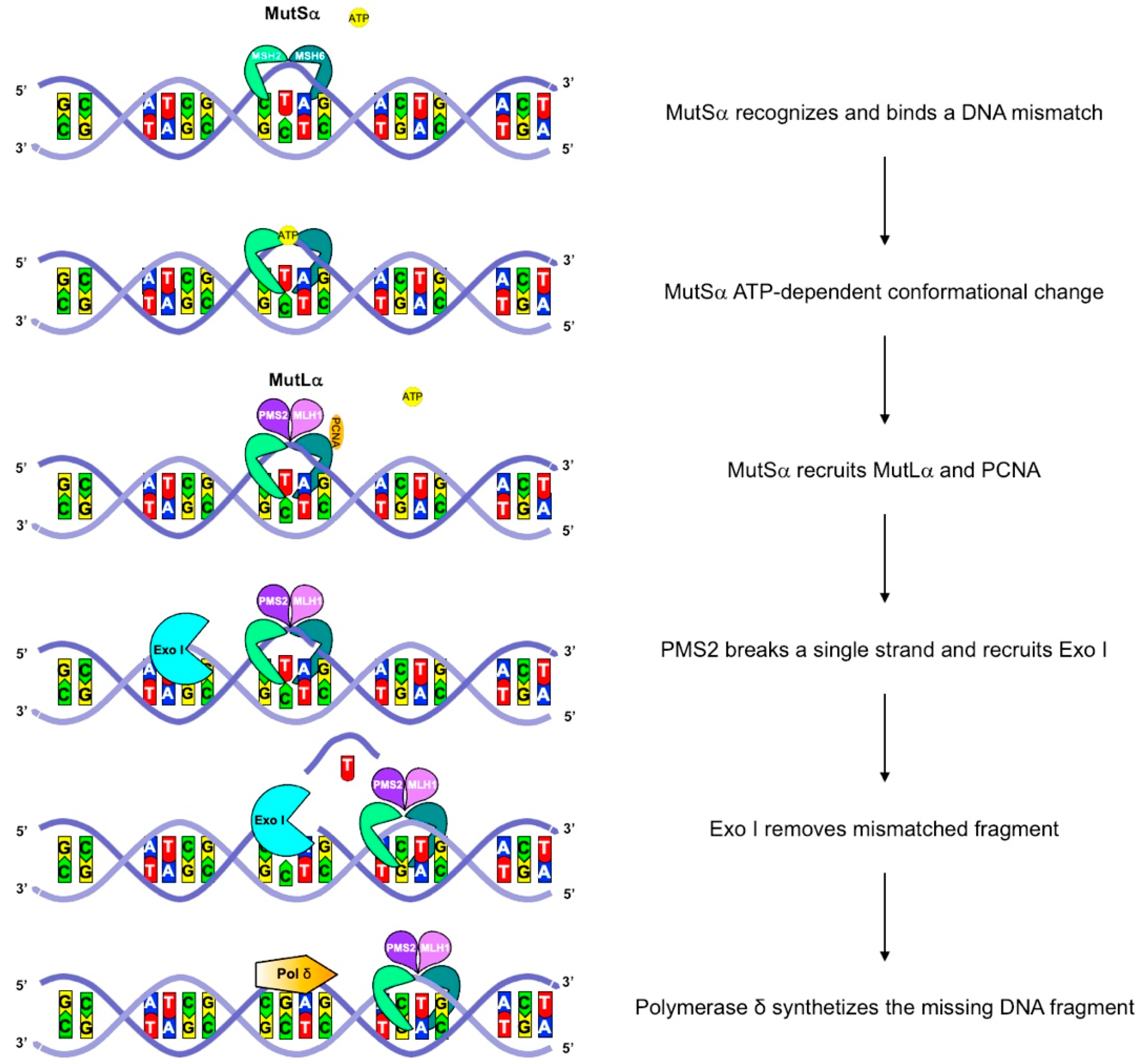Cancers 14 04102 g001 Cancers 14 04102 g001