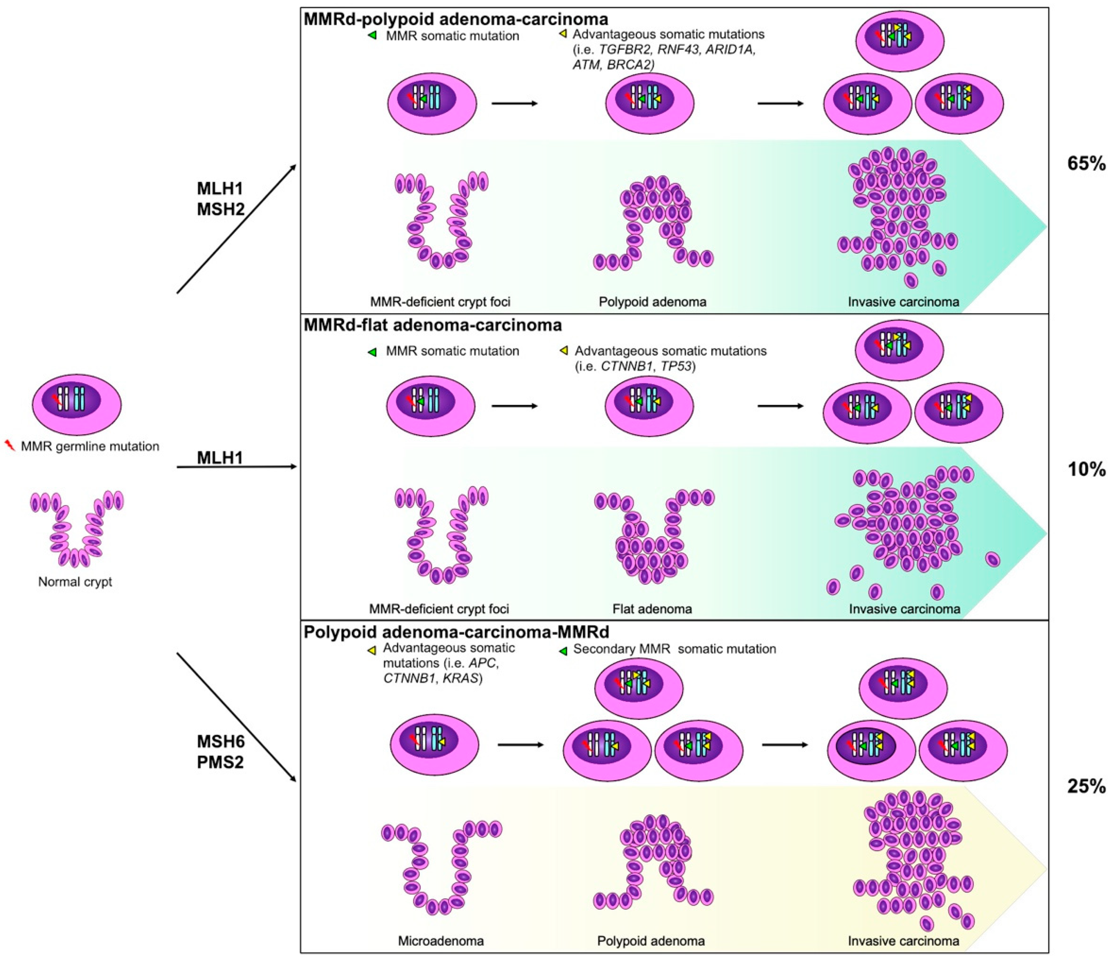 Cancers 14 04102 g002 Cancers 14 04102 g002
