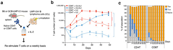 Concomitant Cytotoxic Effector Differentiation of CD4+ and CD8+ T Cells ...