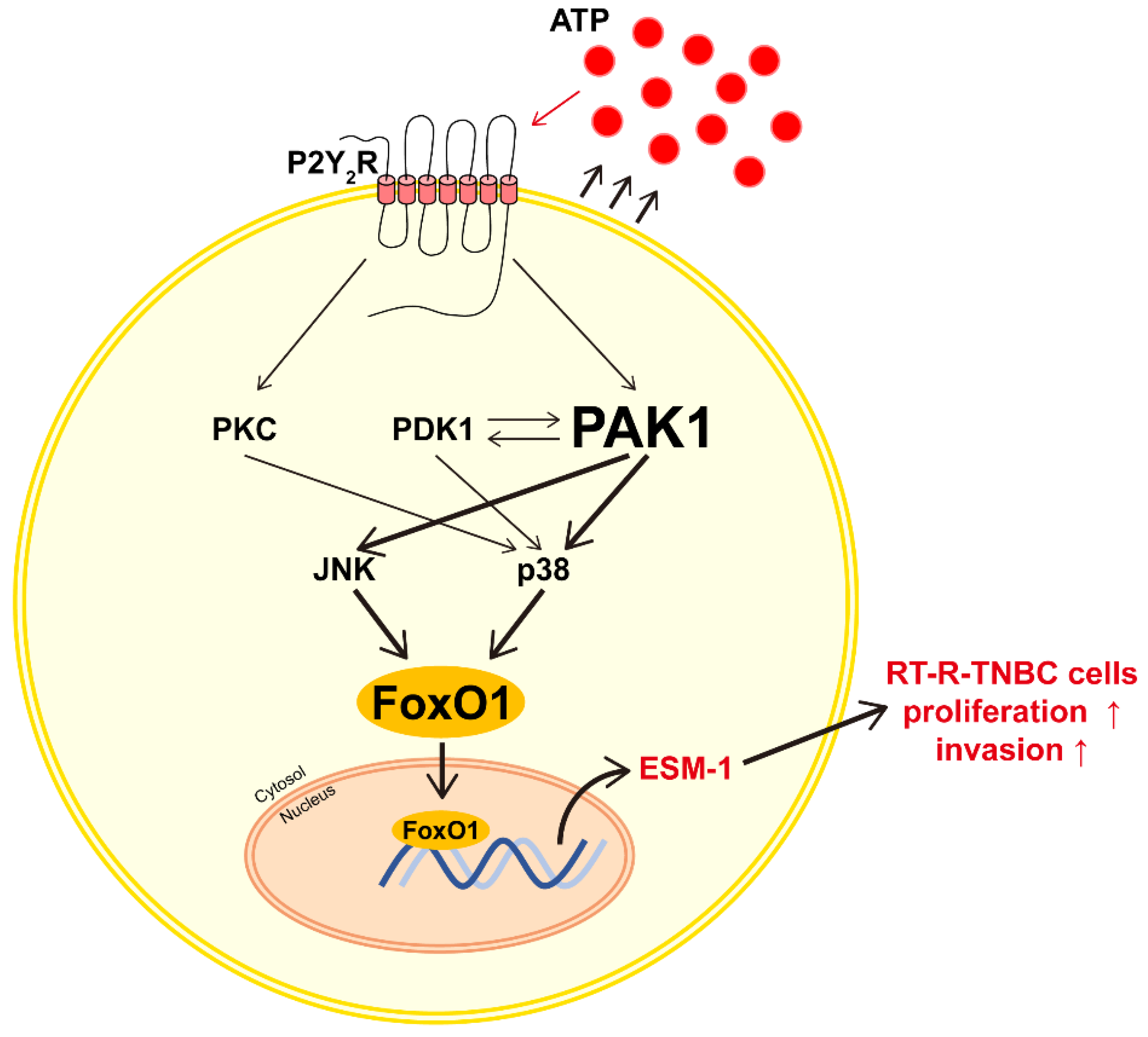 P2Y2R-Mediated PAK1 Activation Is Involved in ESM-1 Overexpression in RT-R-MDA-MB-231 through FoxO1 Regulation