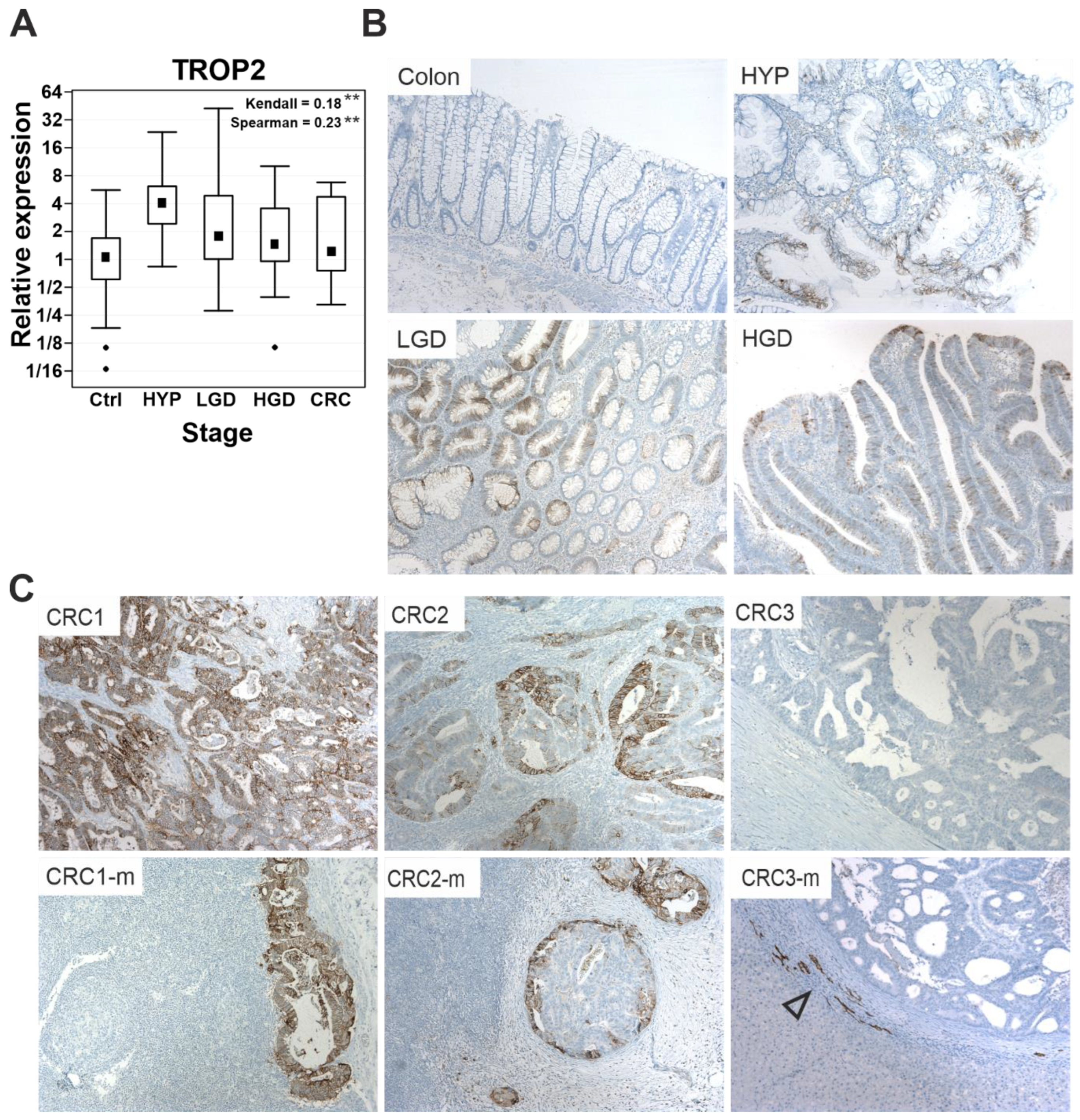 Cancers 14 04137 g001 Cancers 14 04137 g001