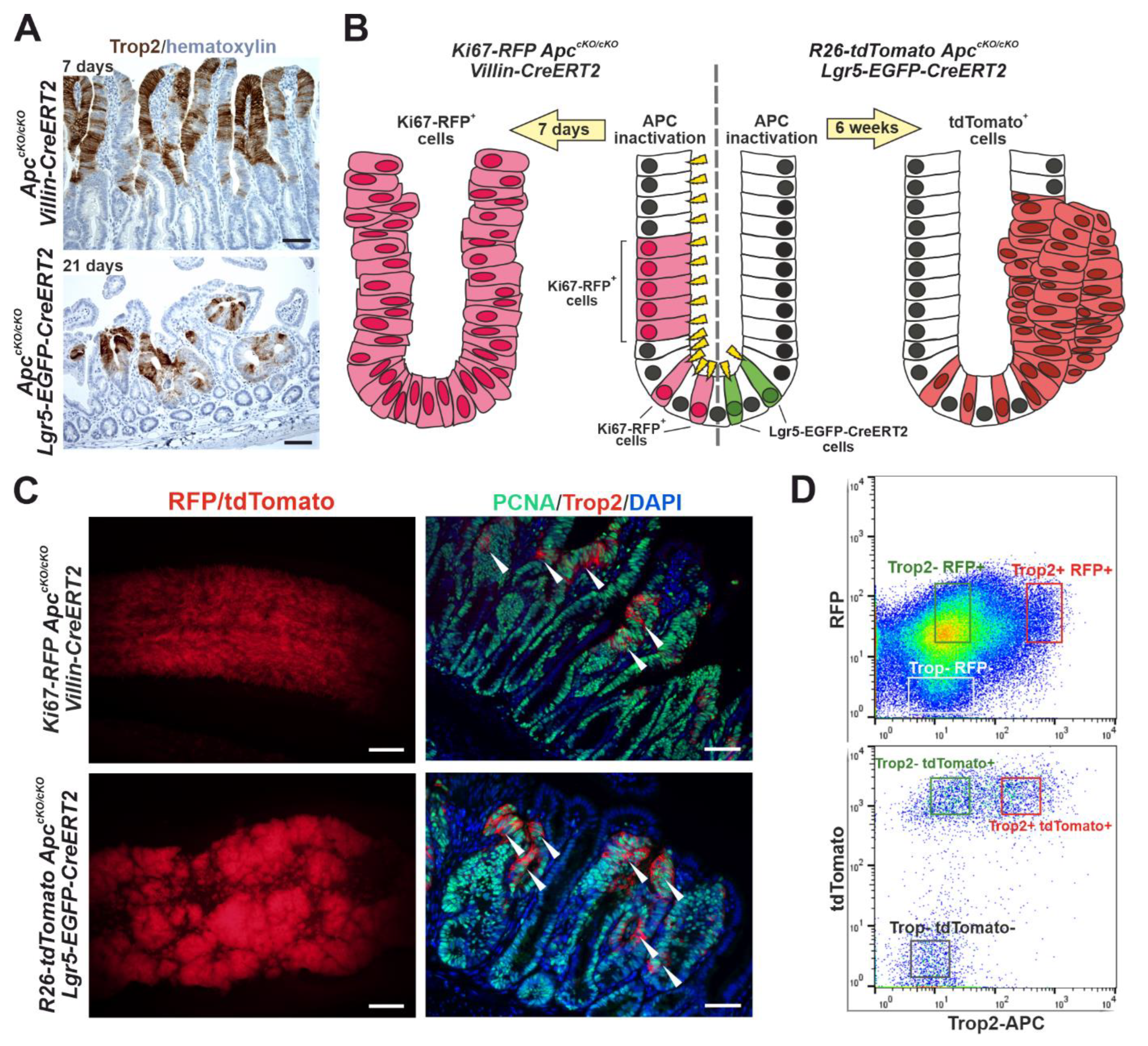 Cancers 14 04137 g004 Cancers 14 04137 g004