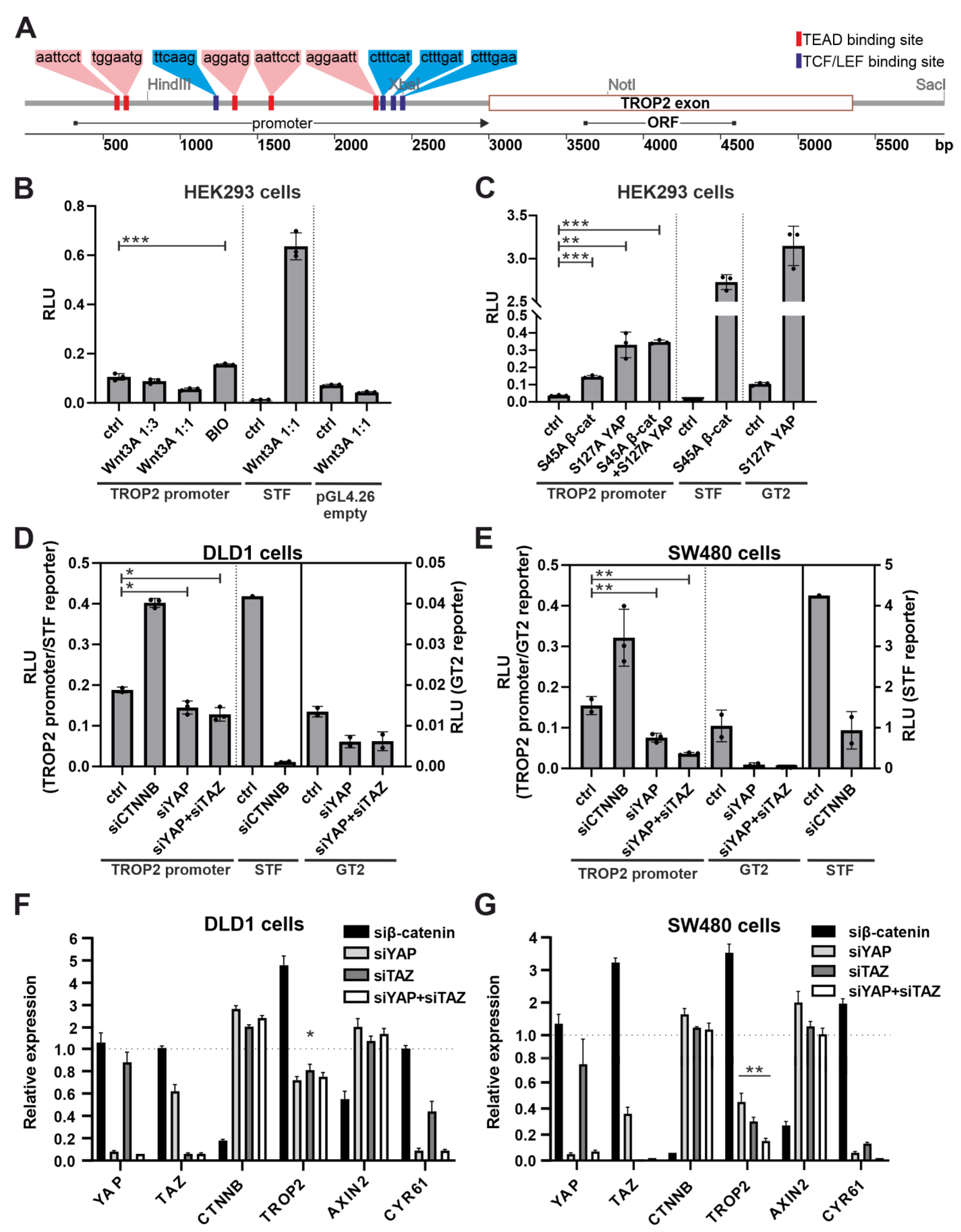 Cancers 14 04137 g007 Cancers 14 04137 g007
