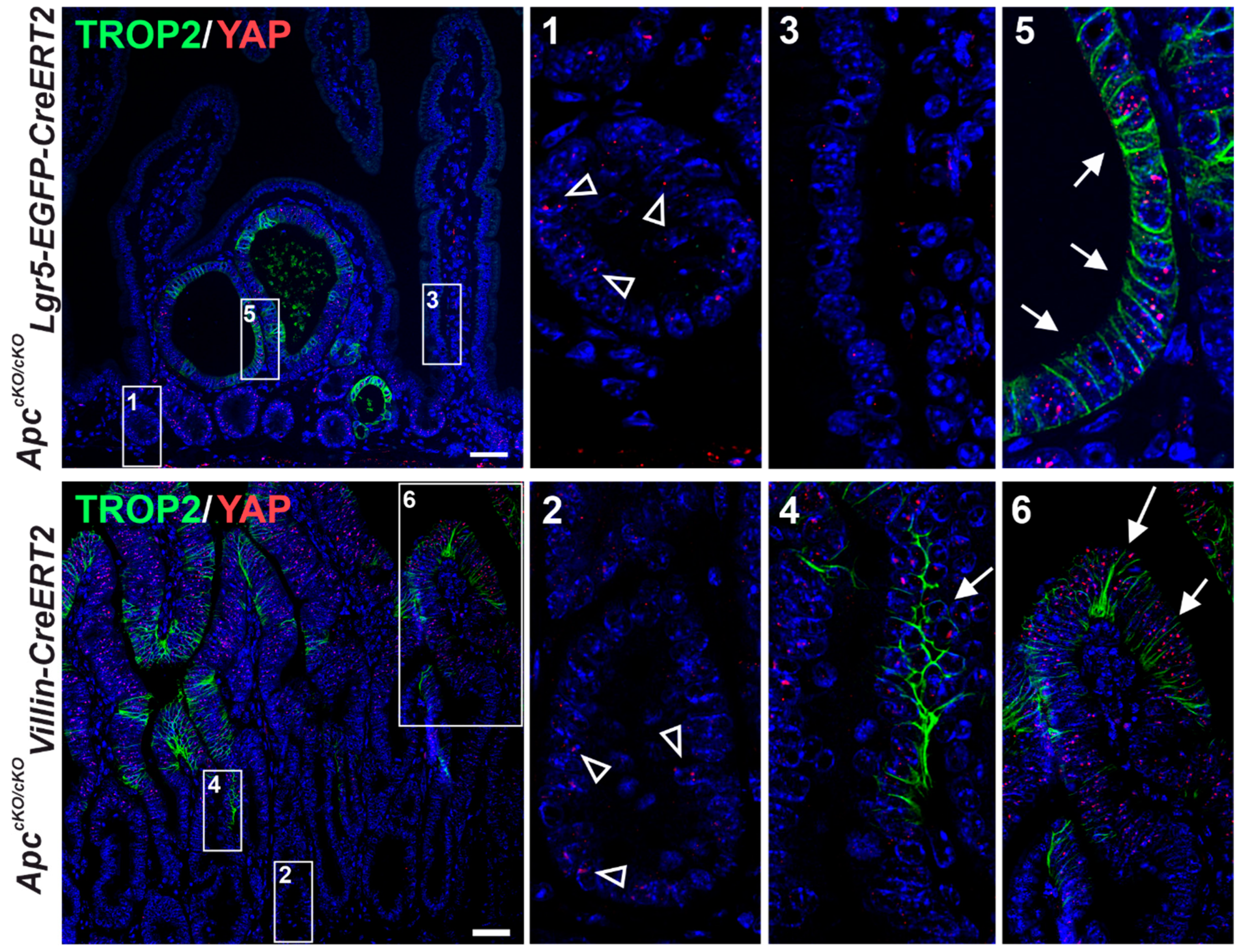 Cancers 14 04137 g008 Cancers 14 04137 g008
